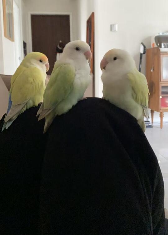 我不在家的日子里🥺