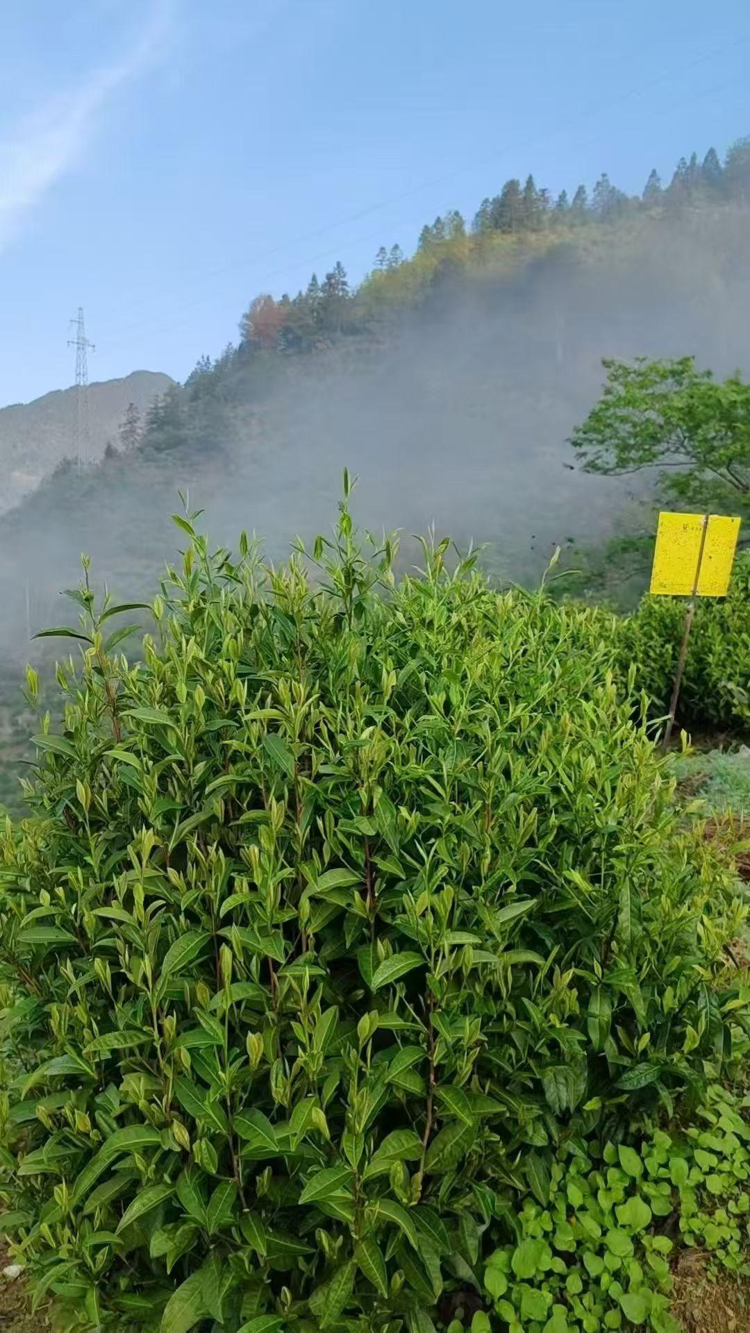 茶叶树大自然的宝藏