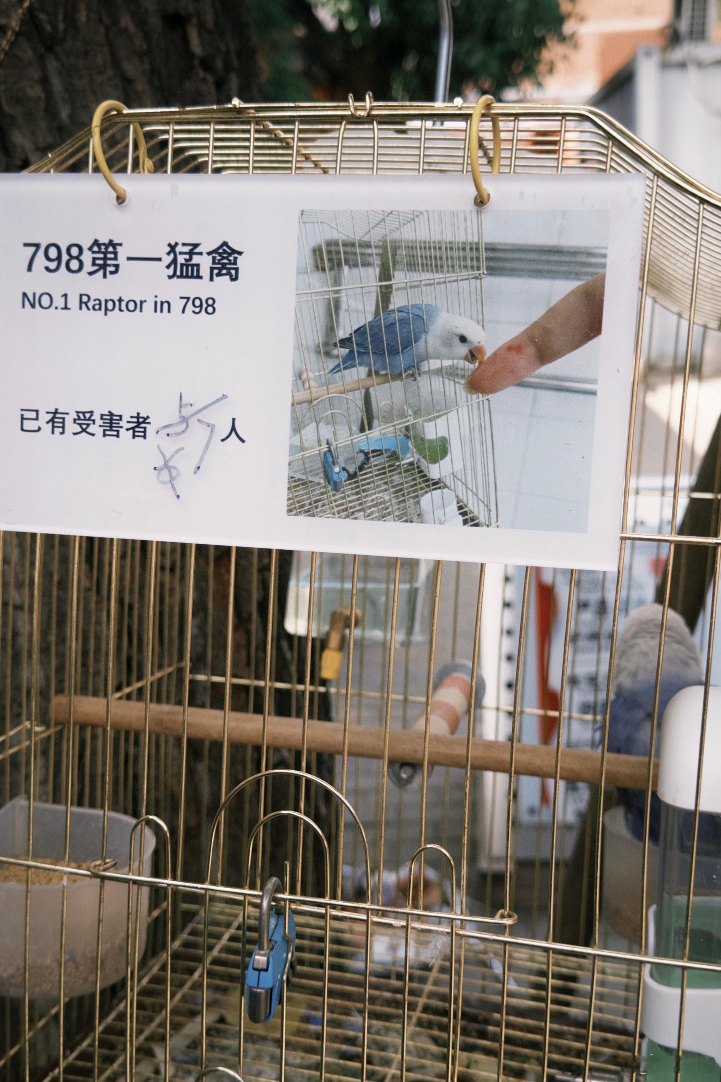 周末为了和猫猫友友们亲密互动，并保证接下来的演唱会行程没有任何过敏风险，我提前准