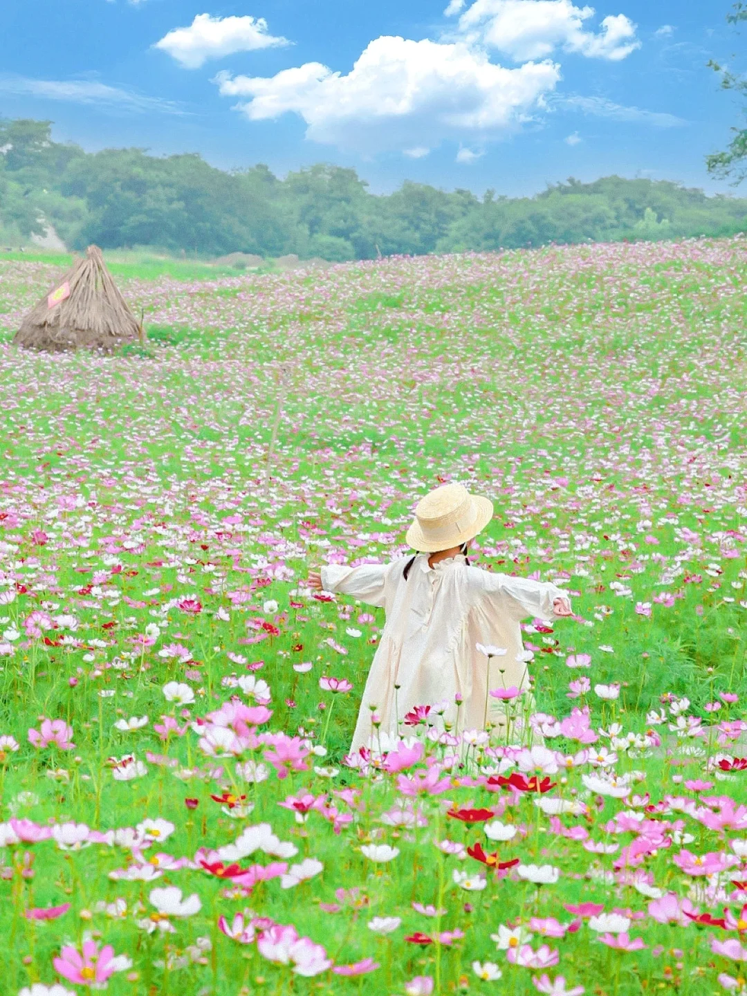 成都遛娃✅｜温江超大片格桑花海📷免费拍照~