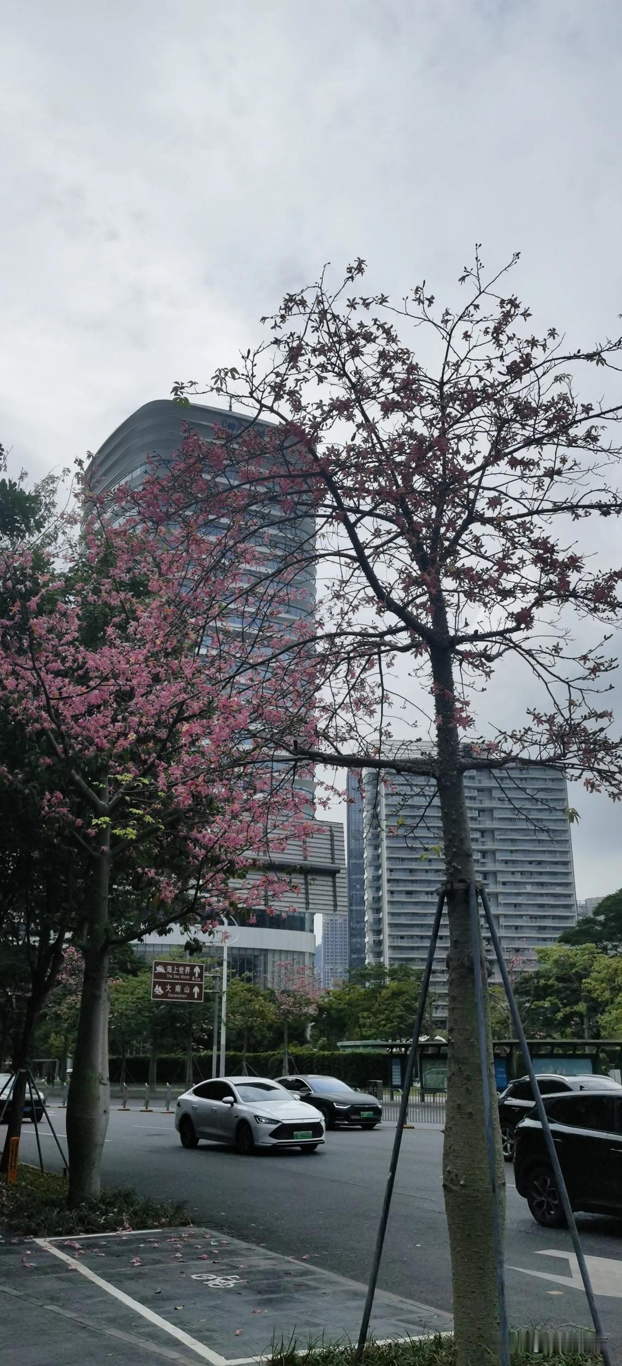 拍一张我的城市美景忙着开花的树