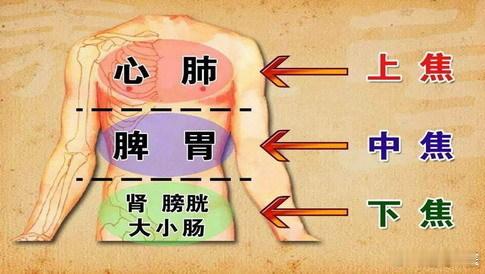 三焦，是如何划分的？三焦，是中医脏象学说中的一个特有名称。三焦是上焦、中焦、下焦