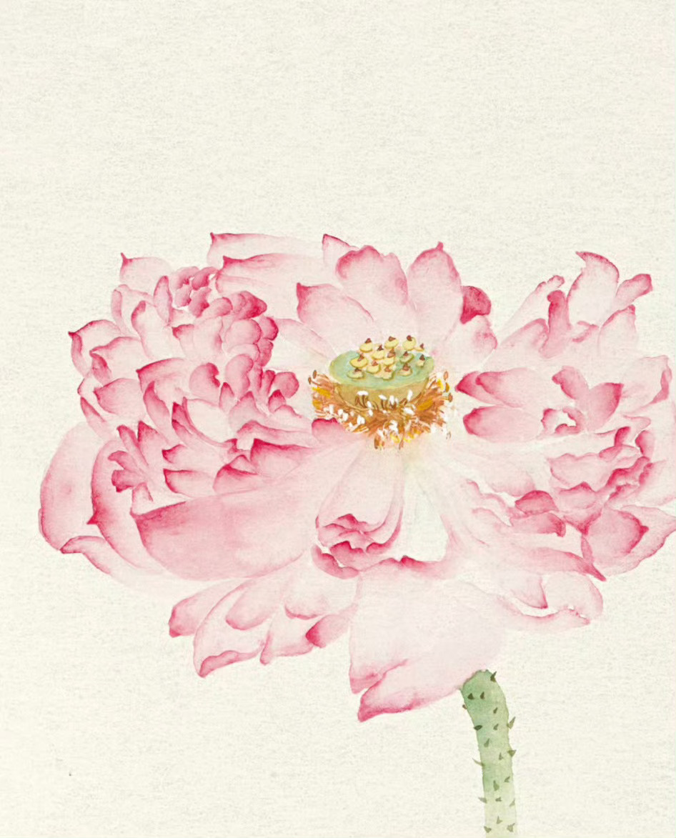 “荷气”生财·好运“莲莲” 