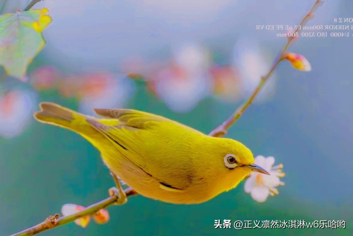 绿意盎然的小鸟与绽放的花朵，自然之美尽收眼底。[赞][来看我]