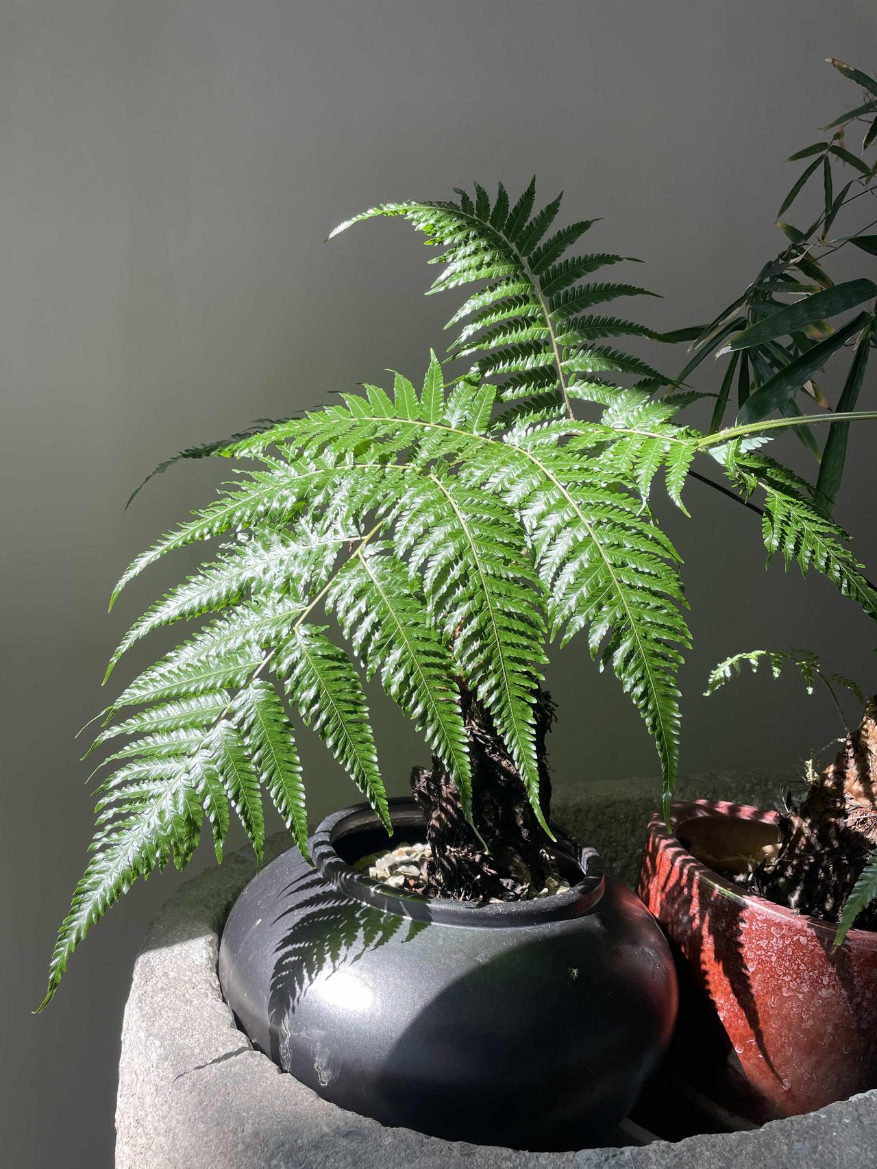 七杀是一颗具有肃杀，刚烈果决，冲动，具有开创和领导力的一颗星曜。

如果破军是冲