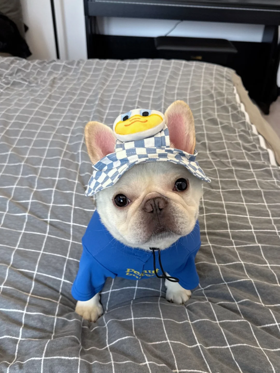 今天我总该像蓝孩子了吧