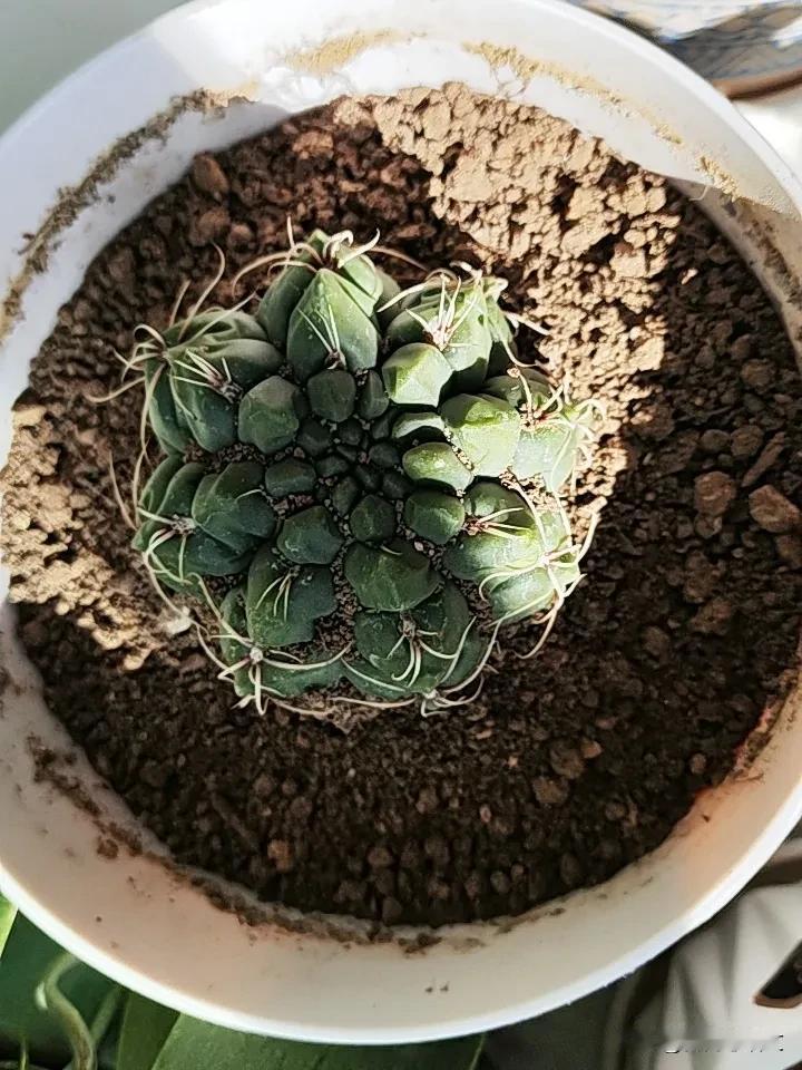 就像潜伏里吴站长所说的，他研究了一辈子，最终得出了8个字的真言，人不为己，天诛地