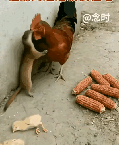 黄鼠狼给鸡拜年
