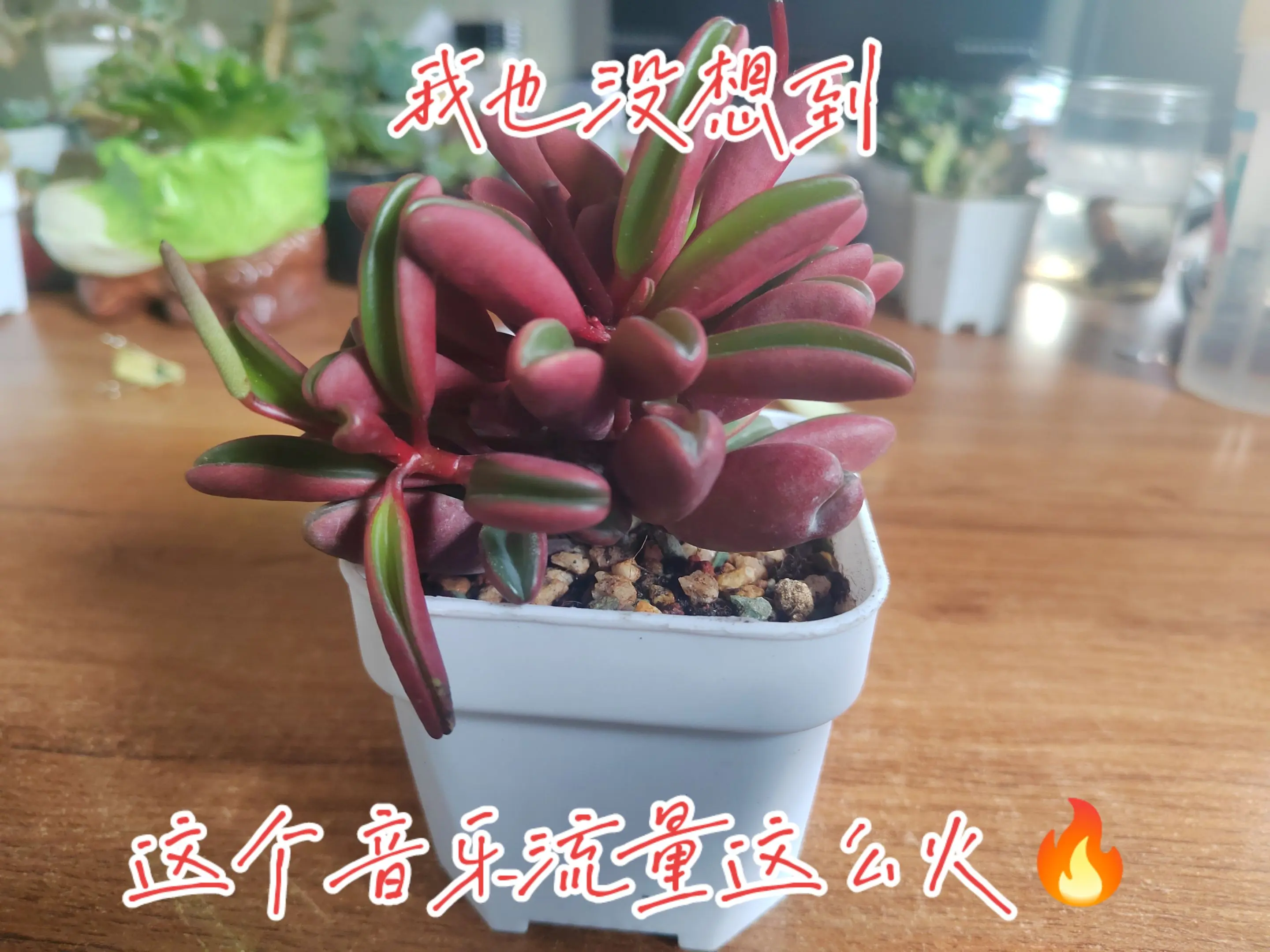 不知不觉被这个音乐卡住了