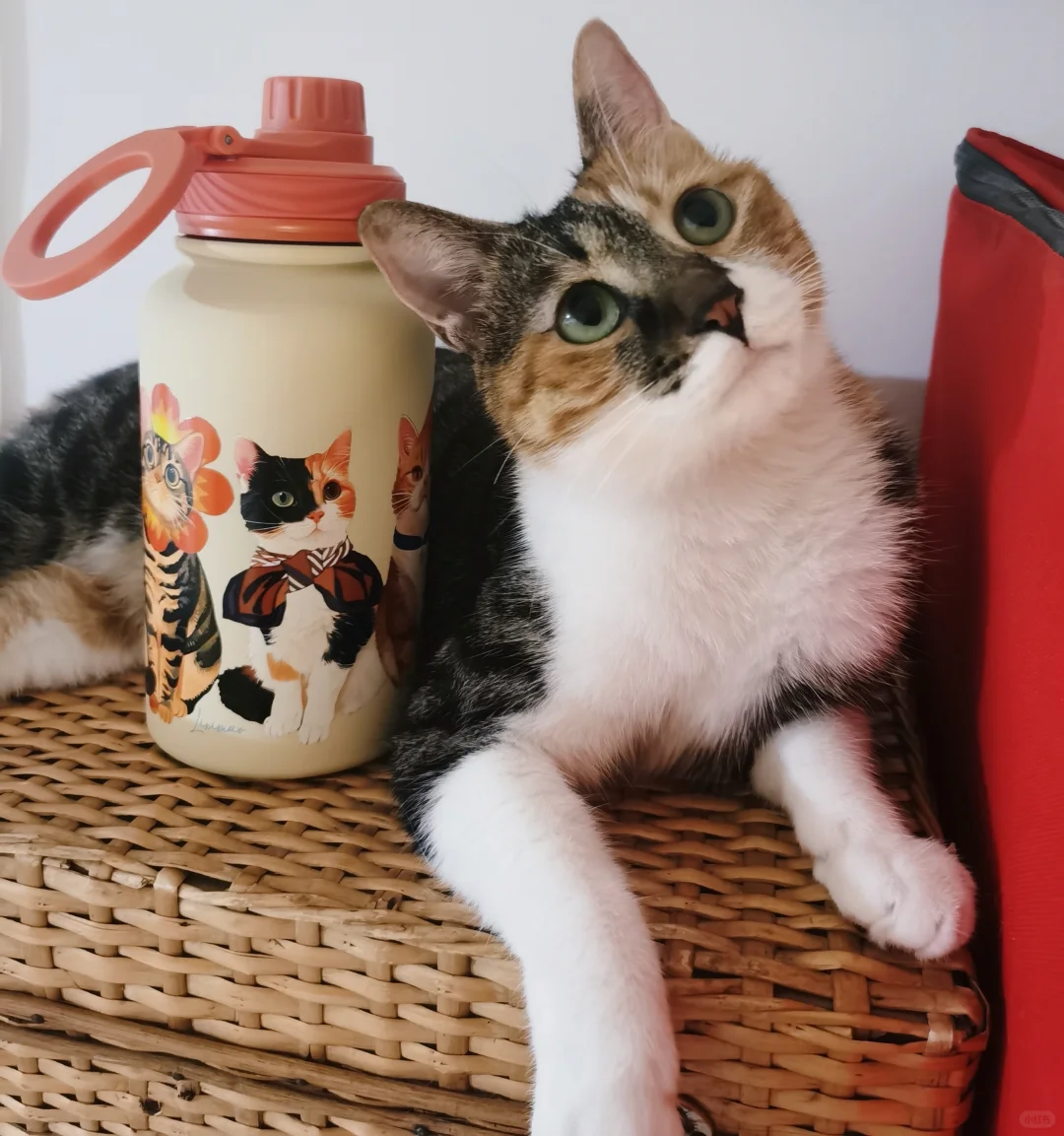 带盐猫出镜啦！