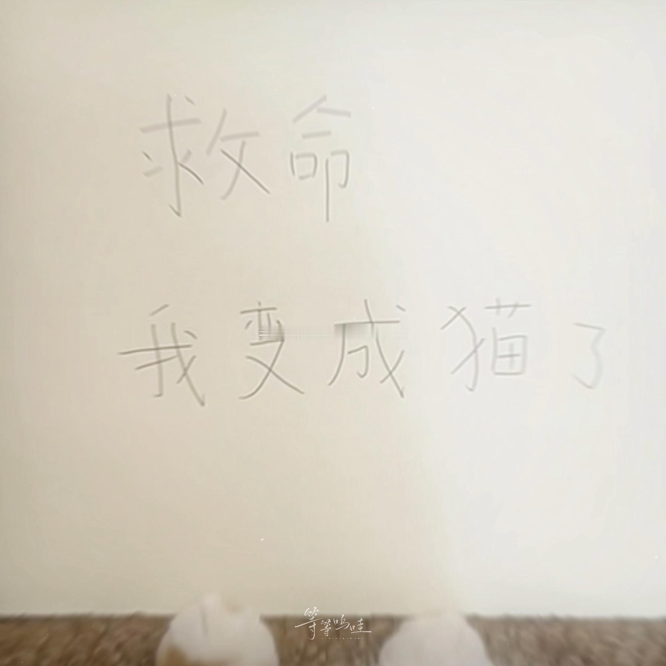 做我的猫🐱（请打开bgm使用 ​​​