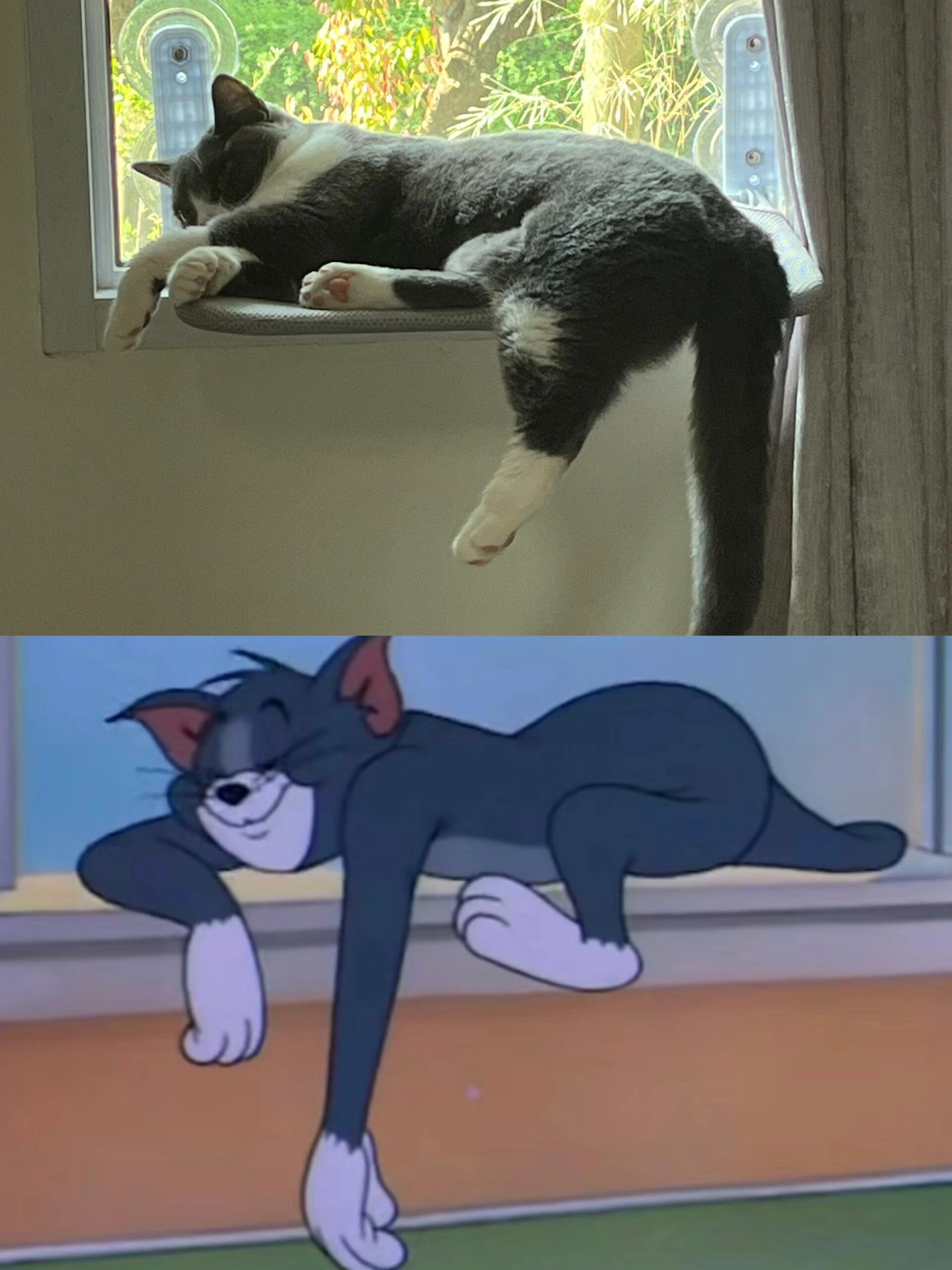 纪录片《猫和老鼠》 ​​​
