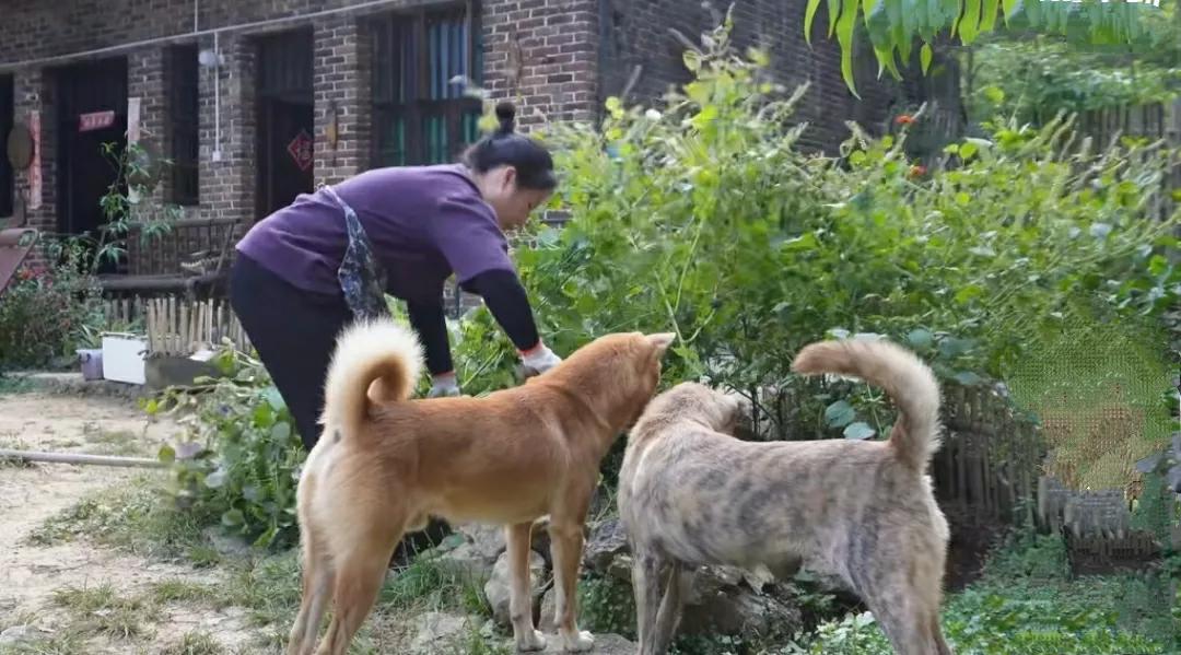 有没有发现？在农村，越土的院子似乎越能让人产生愉悦感

总感觉，那些太过精致的院