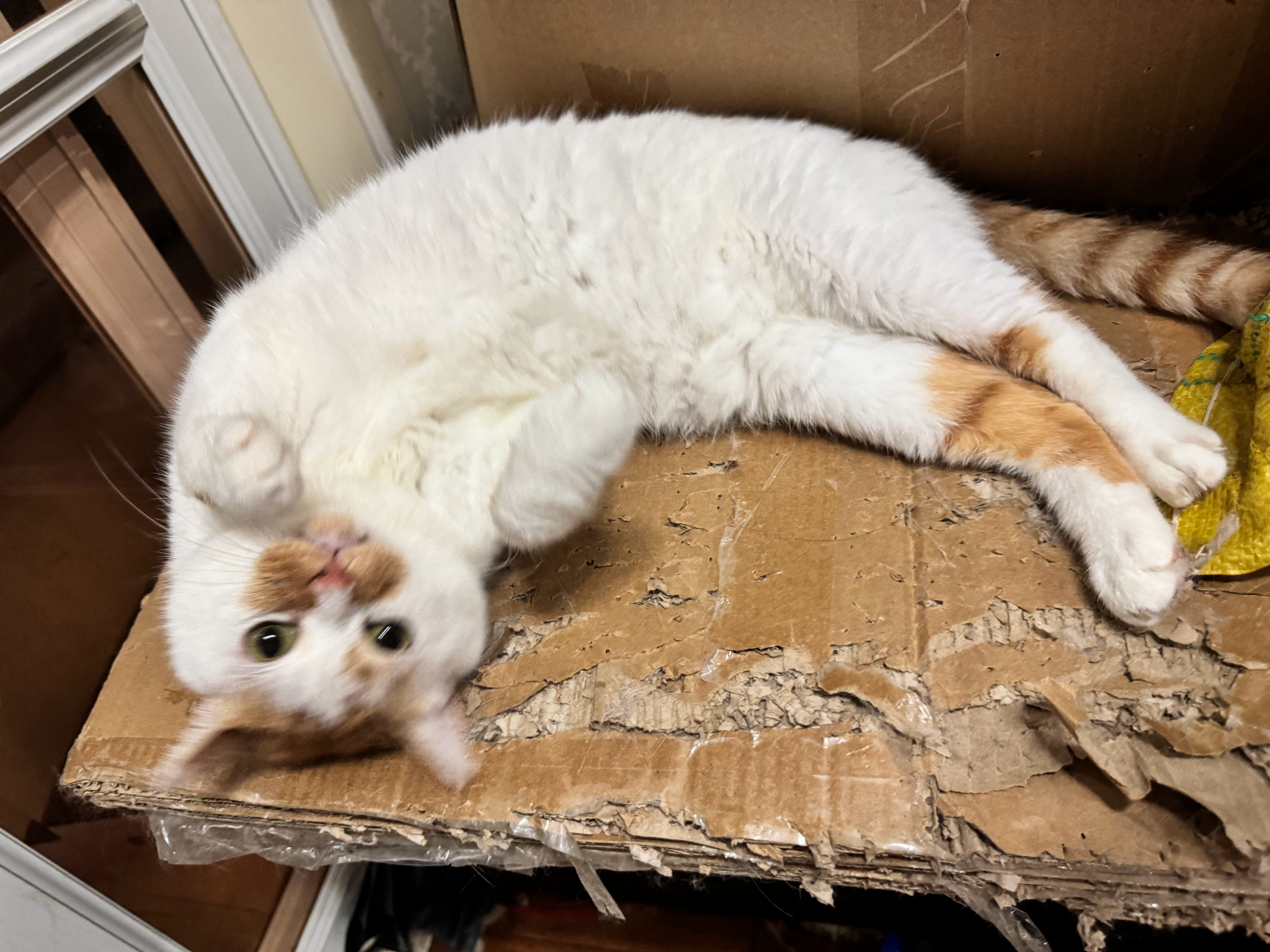今天我没咋在杂物间里所以空调也没开感觉猪猪应该是热了这就开空调 