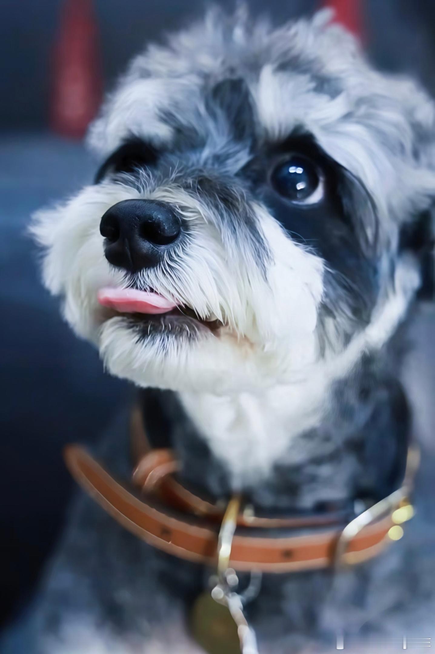 摩登兄弟 自家毛孩子——（呆米） 