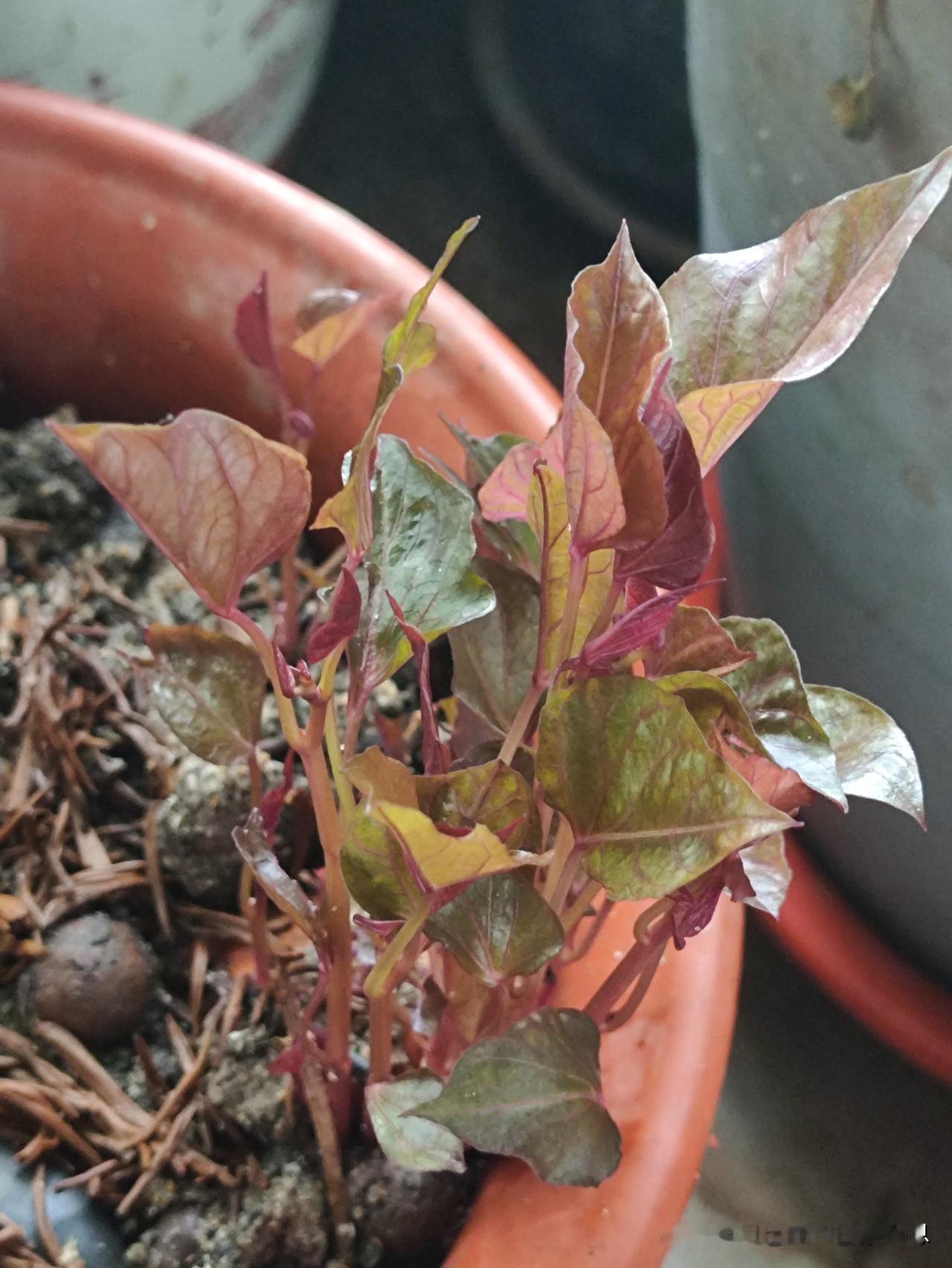 哈哈哈
都发芽了
太赞了
把蔬菜当绿植春天的随手拍 养花自拍