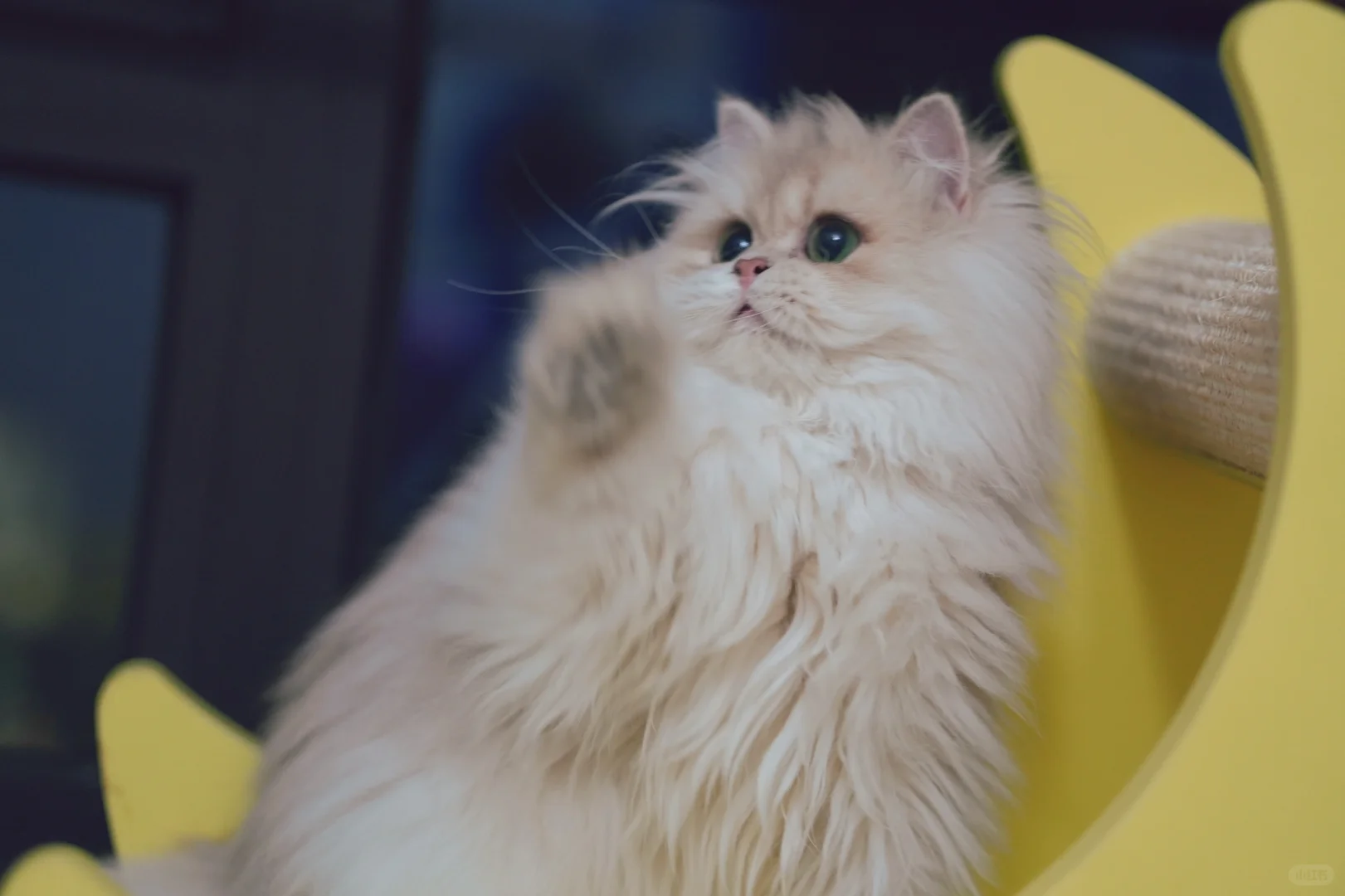 甜甜的小猫咪