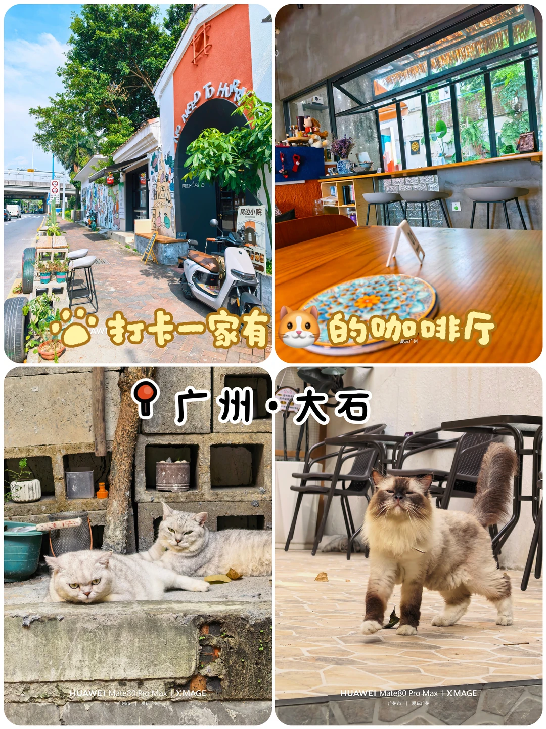 打卡广州番禺一家有猫的咖啡厅