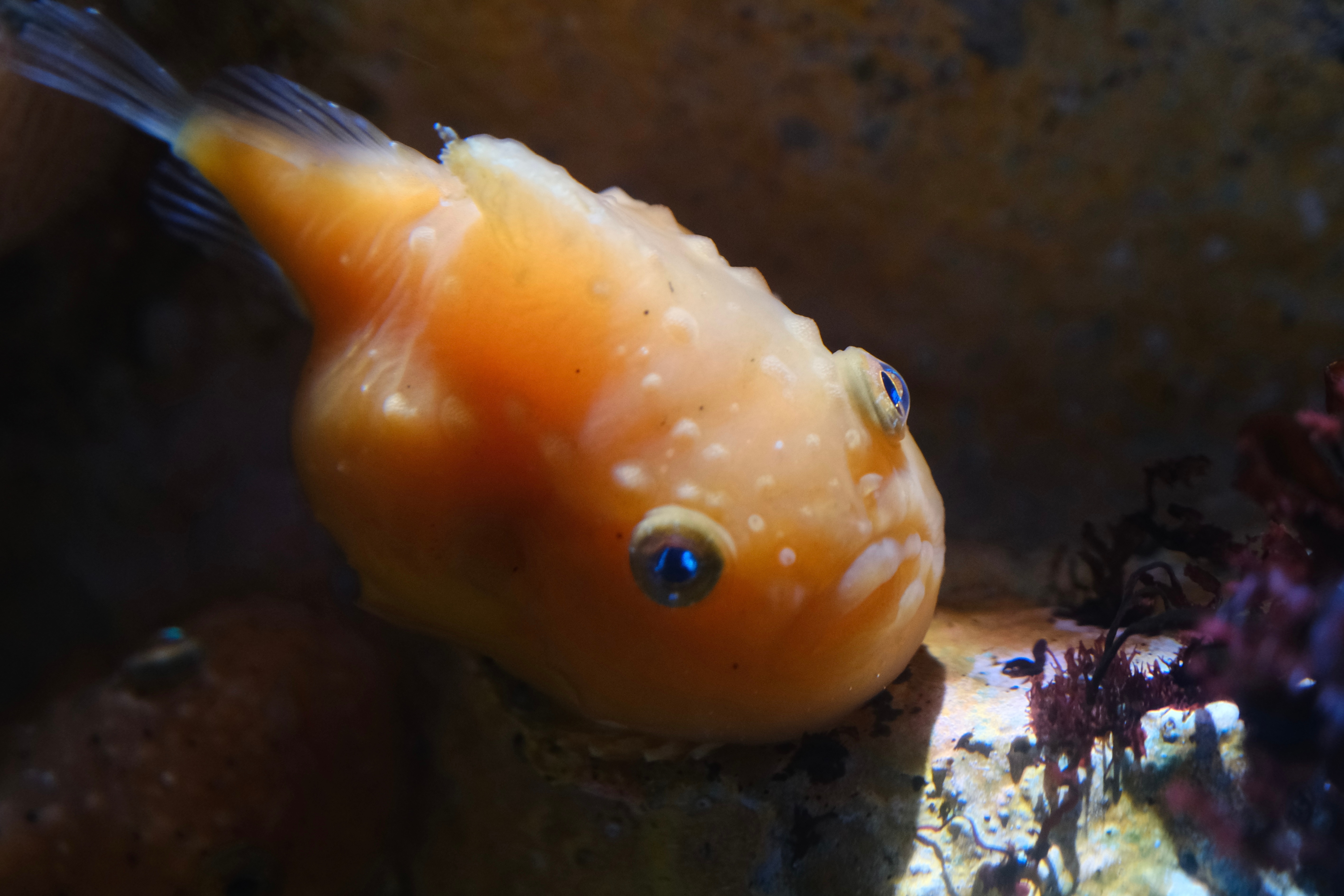 小樽水族馆小小的，大概一小时就可以逛完，就像函馆热带植物园（看猴子泡澡）一样，去