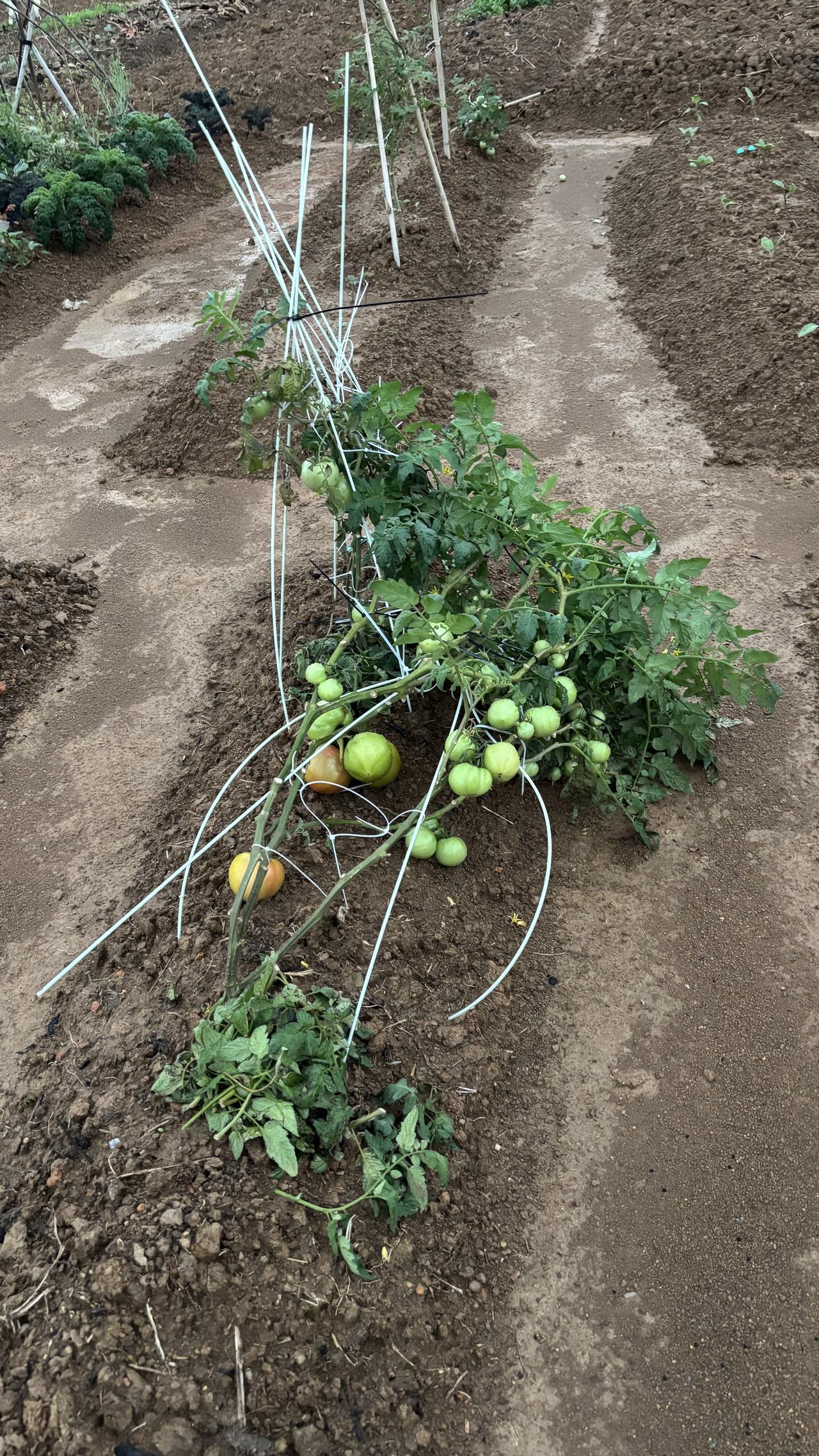 我的傻番茄一场风雨之后倒了，当然我有推卸不了的责任。这是无限生长型大番茄，因为是