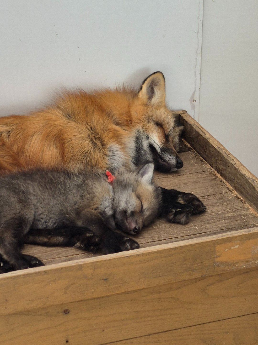 不愧是亲子睡姿也一模一样©️kon_fox_village 