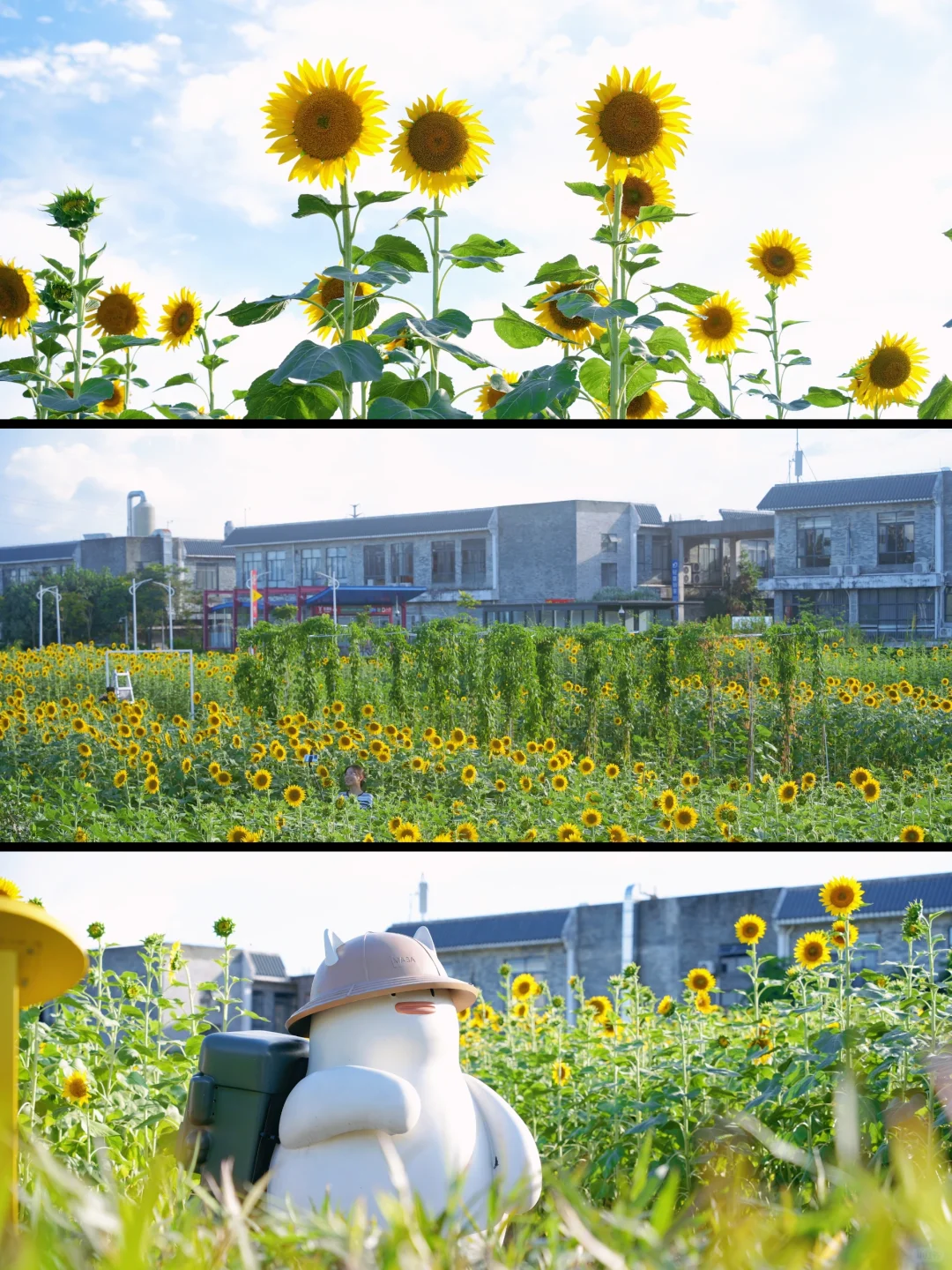 很少人知道的向日葵花海🌻地铁直达❗