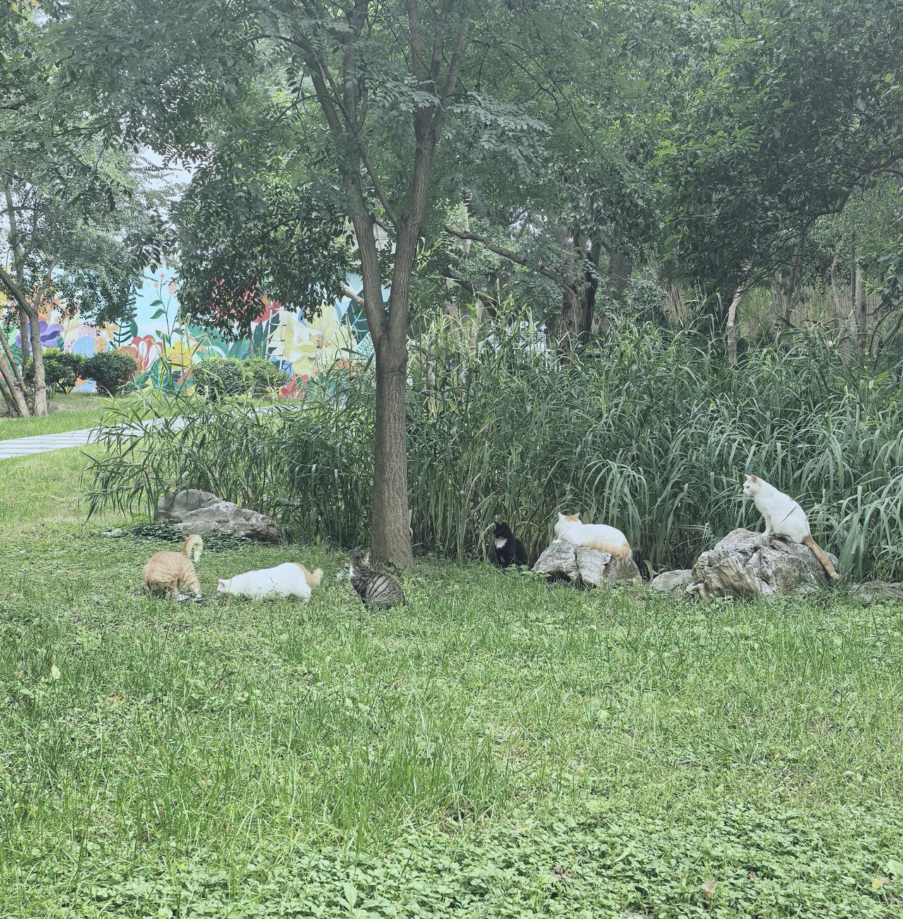 数一数公园草地上有几只猫