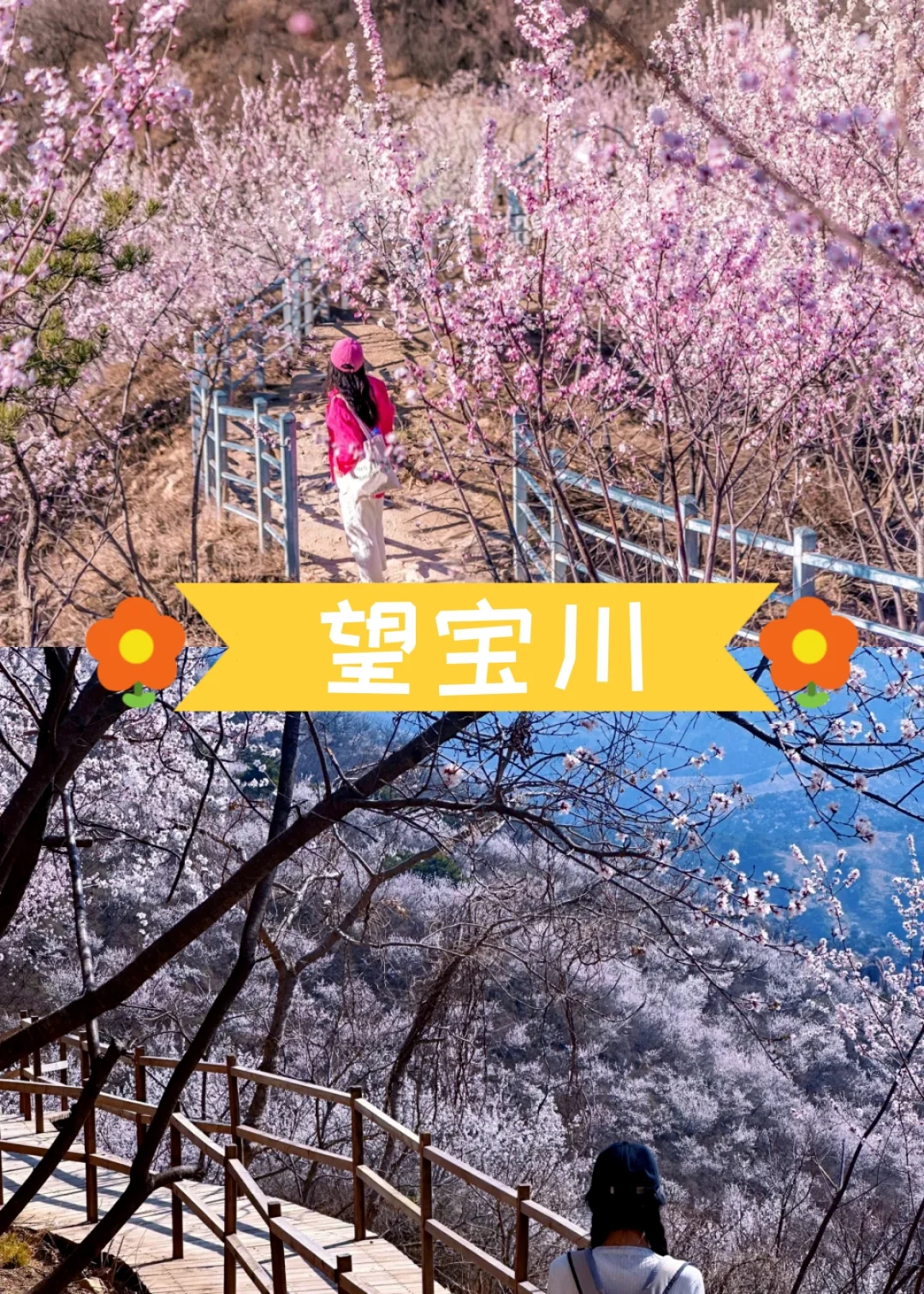 🌸京郊7处樱花秘境