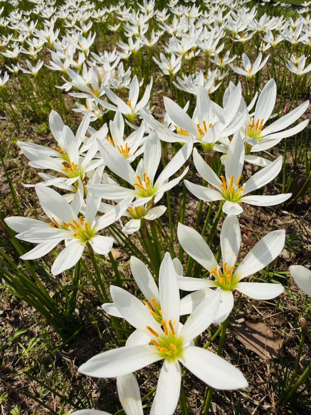 这是什么花？

新疆的，
据说叫葱莲。
您见过吗？