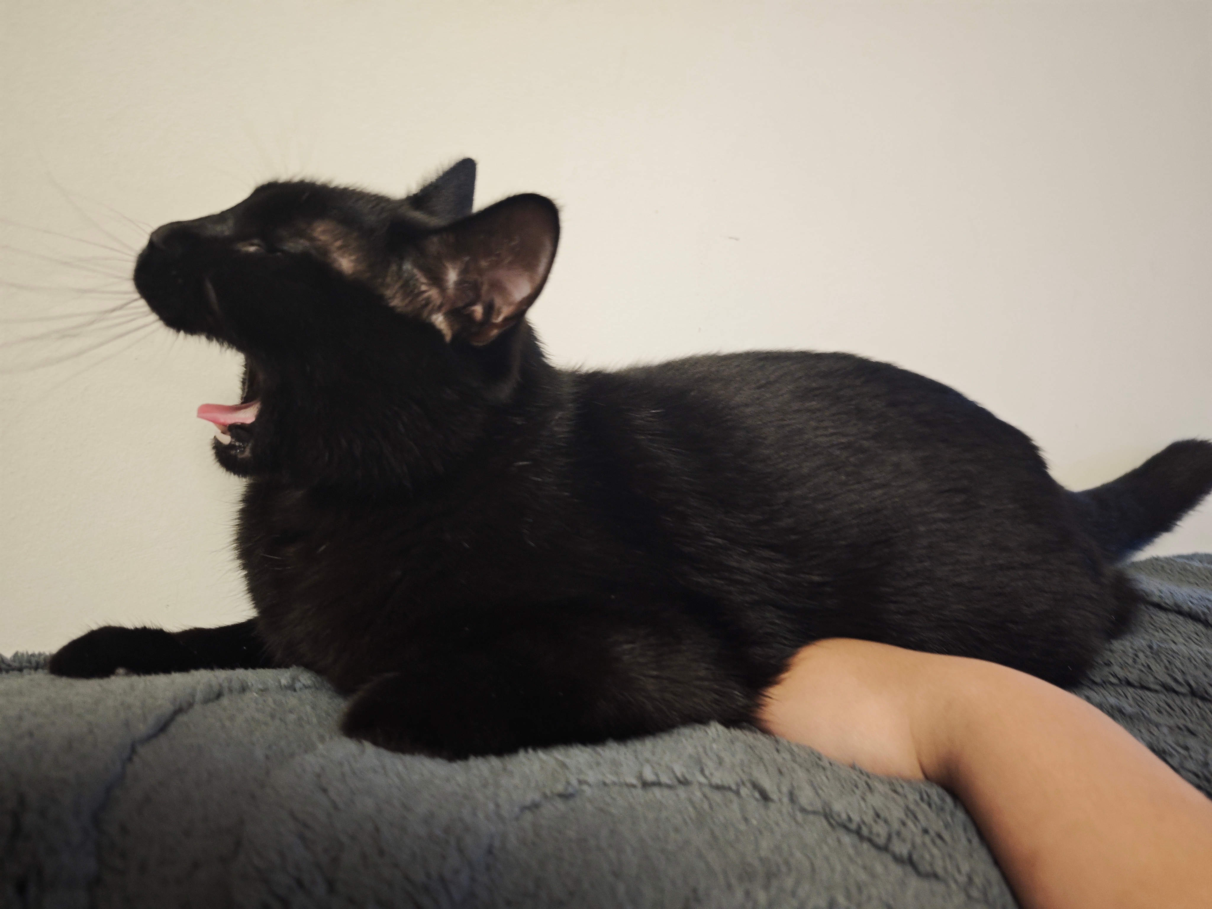 Yelling Hand Warmer 