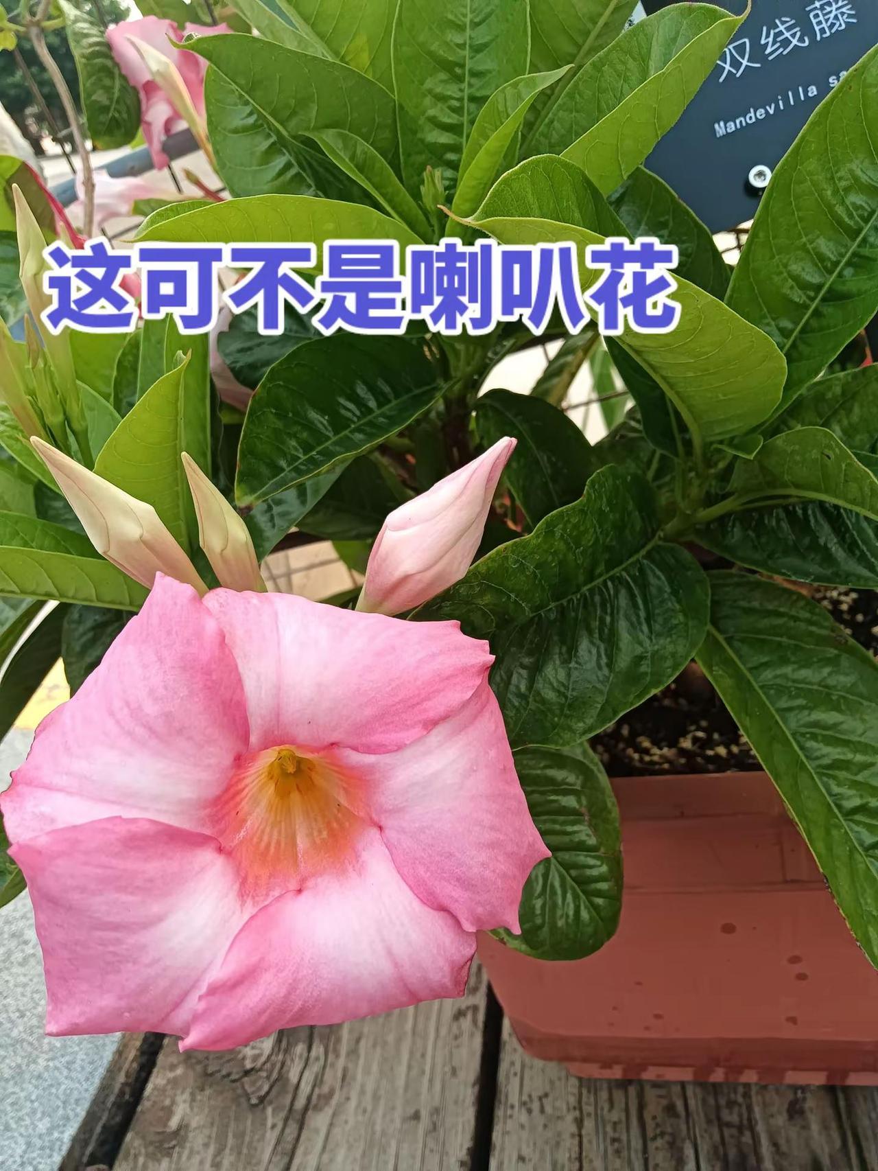 谁知道这是什么 晒出你的植物