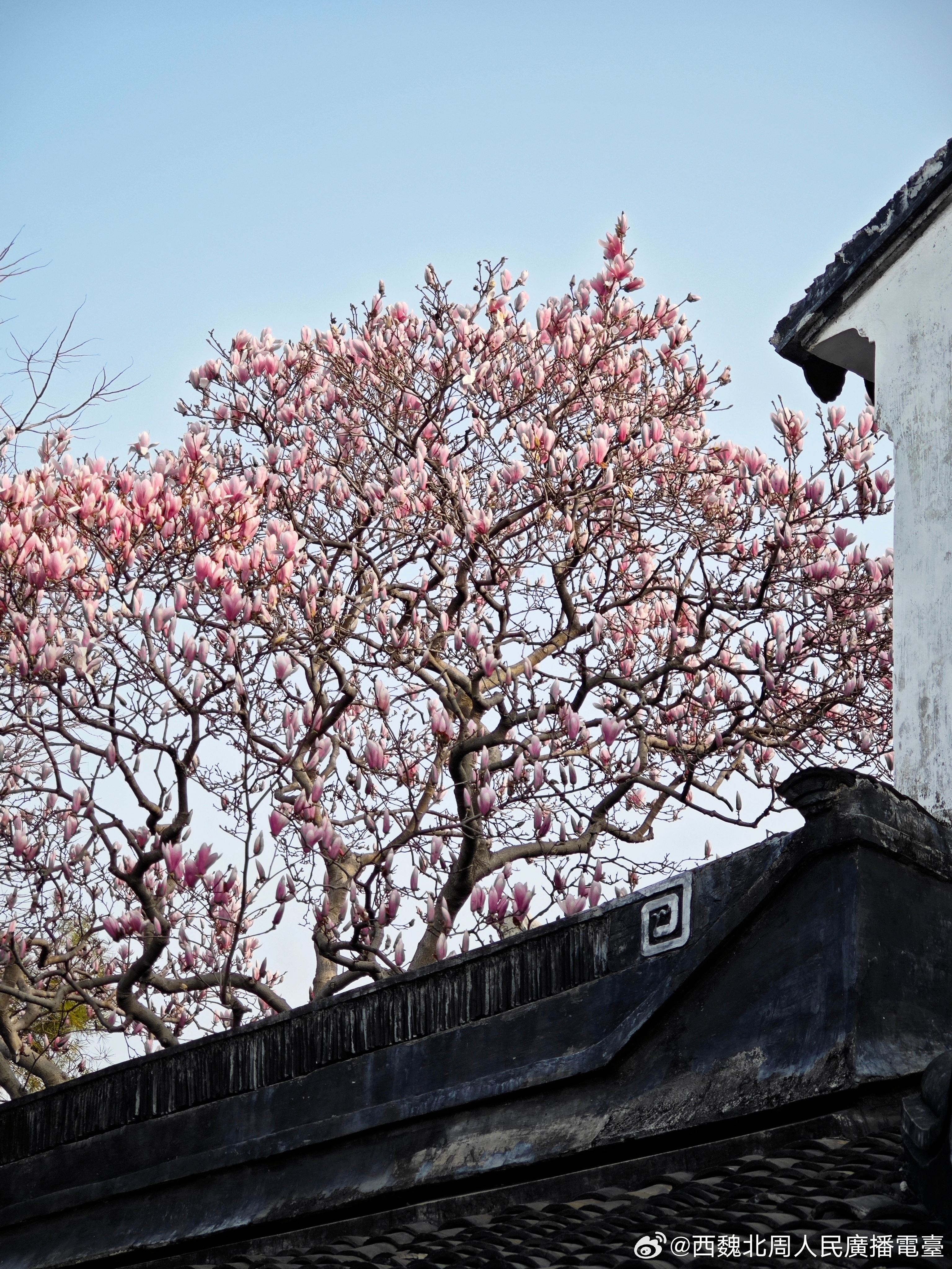 赏花 苏州·双塔寺