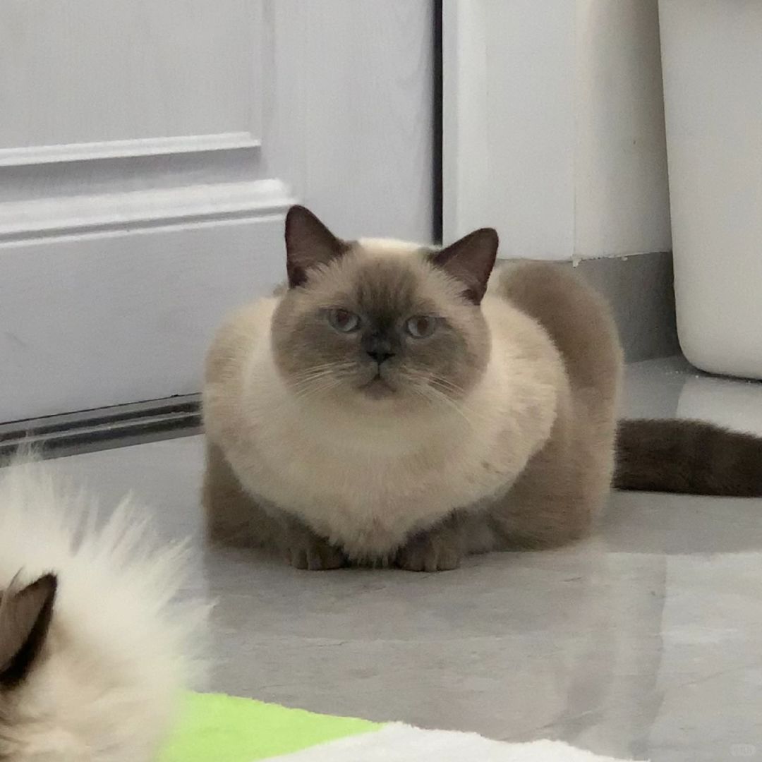 不要随便给猫咪起名字