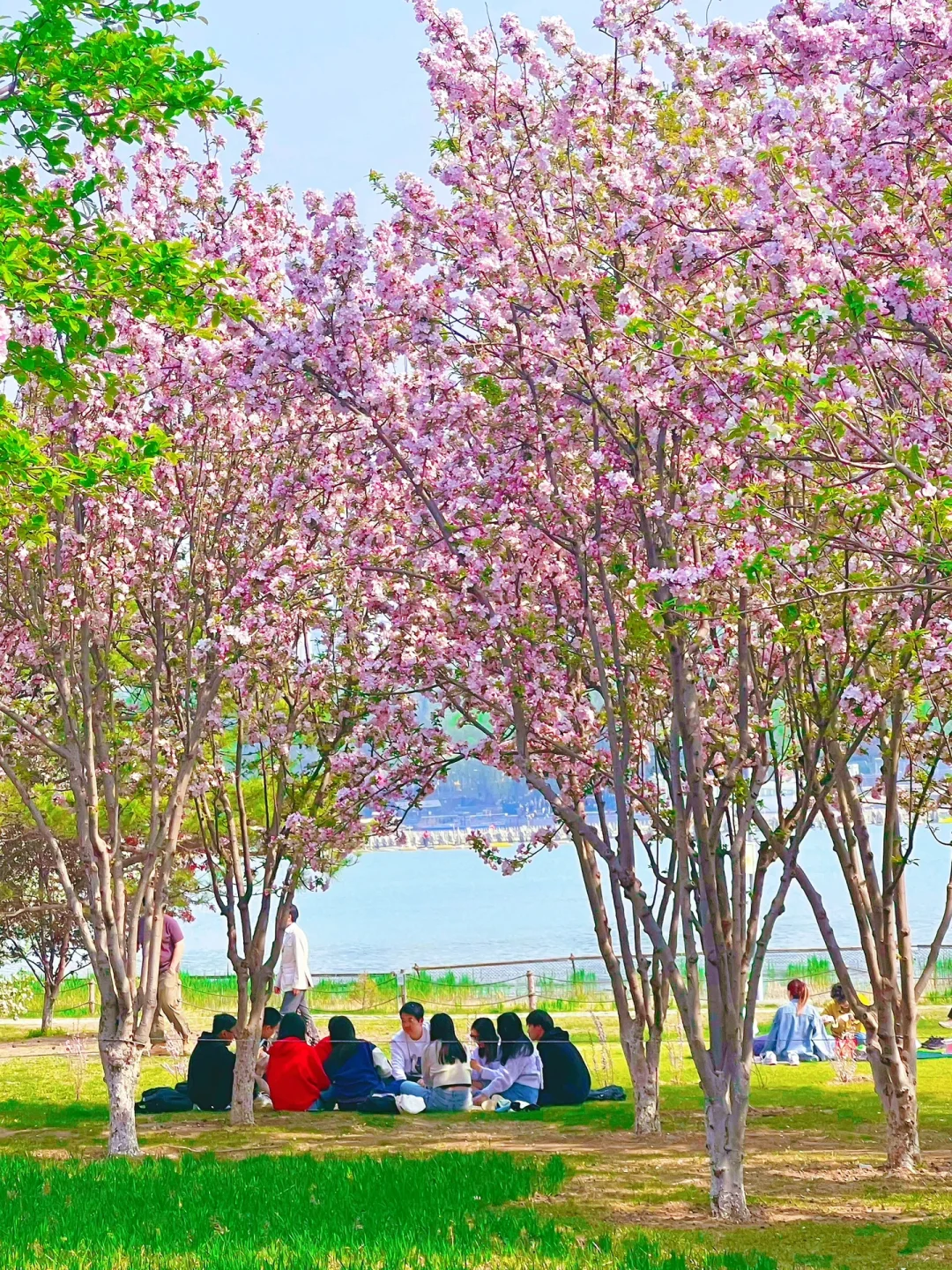 奥森｜你可以承包这片海棠花海（附赏花路线