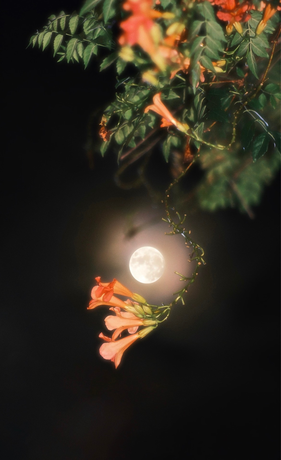 《玉匣记》十二时辰耳鸣测吉凶子时 (23-1 点)：左耳主有人想你，右耳主丢钱。