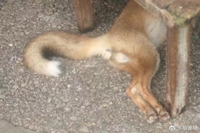 请看狐狐骄傲展示大尾巴 