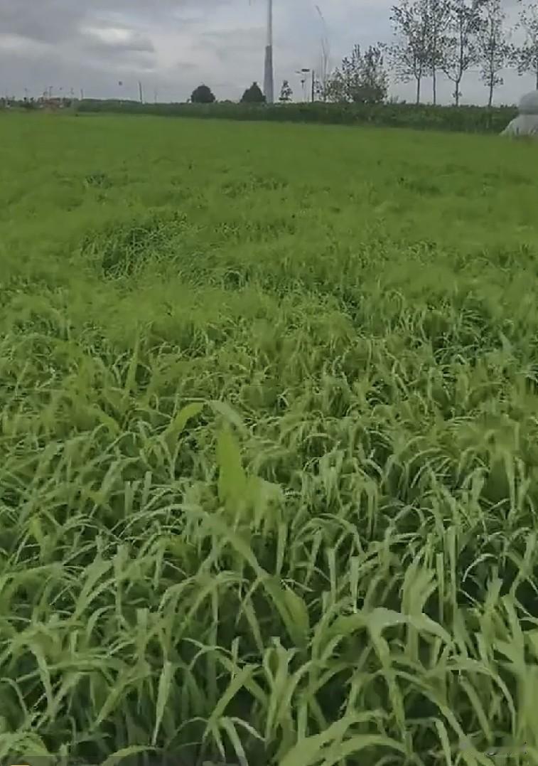 我妈今天去镇上了，距离我家十多里地。
我从监控看到我妈7点22分走出大门，11点