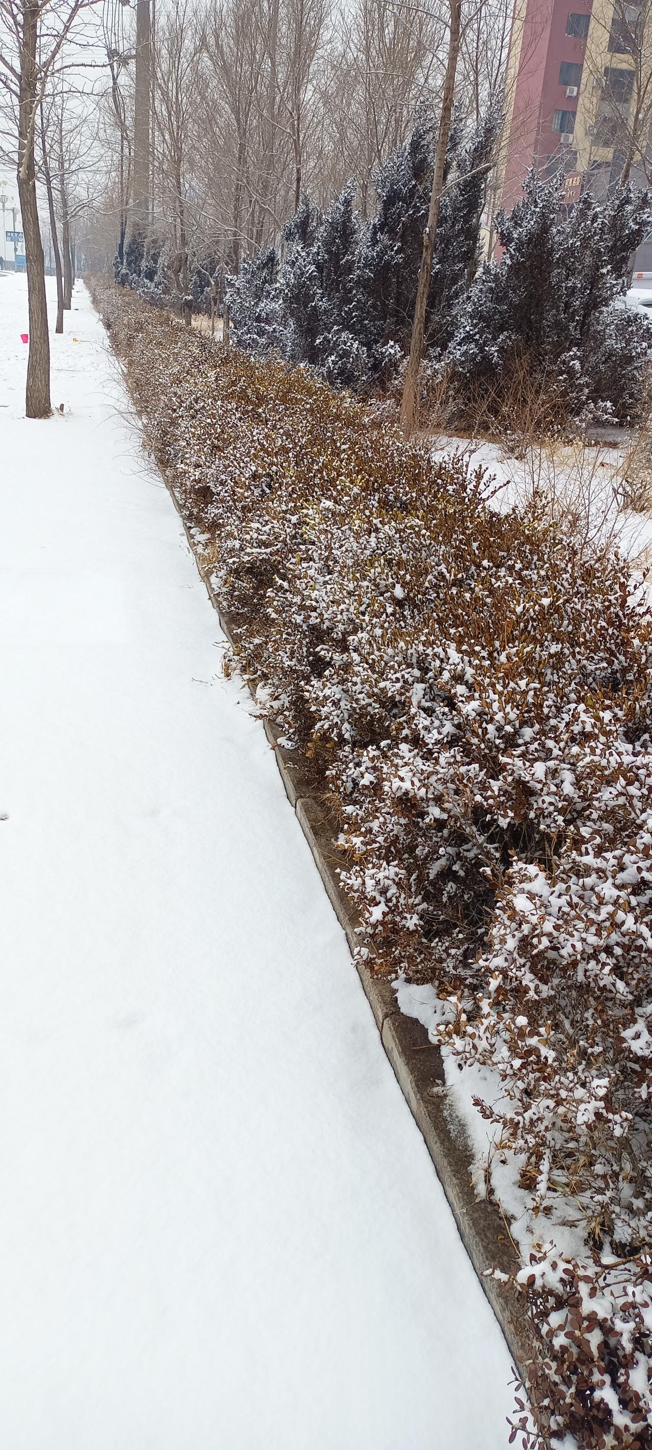 八月十五云遮月，正月十五雪打灯，这是好兆头吗？
今天我们这里下了很大的雪，下午才