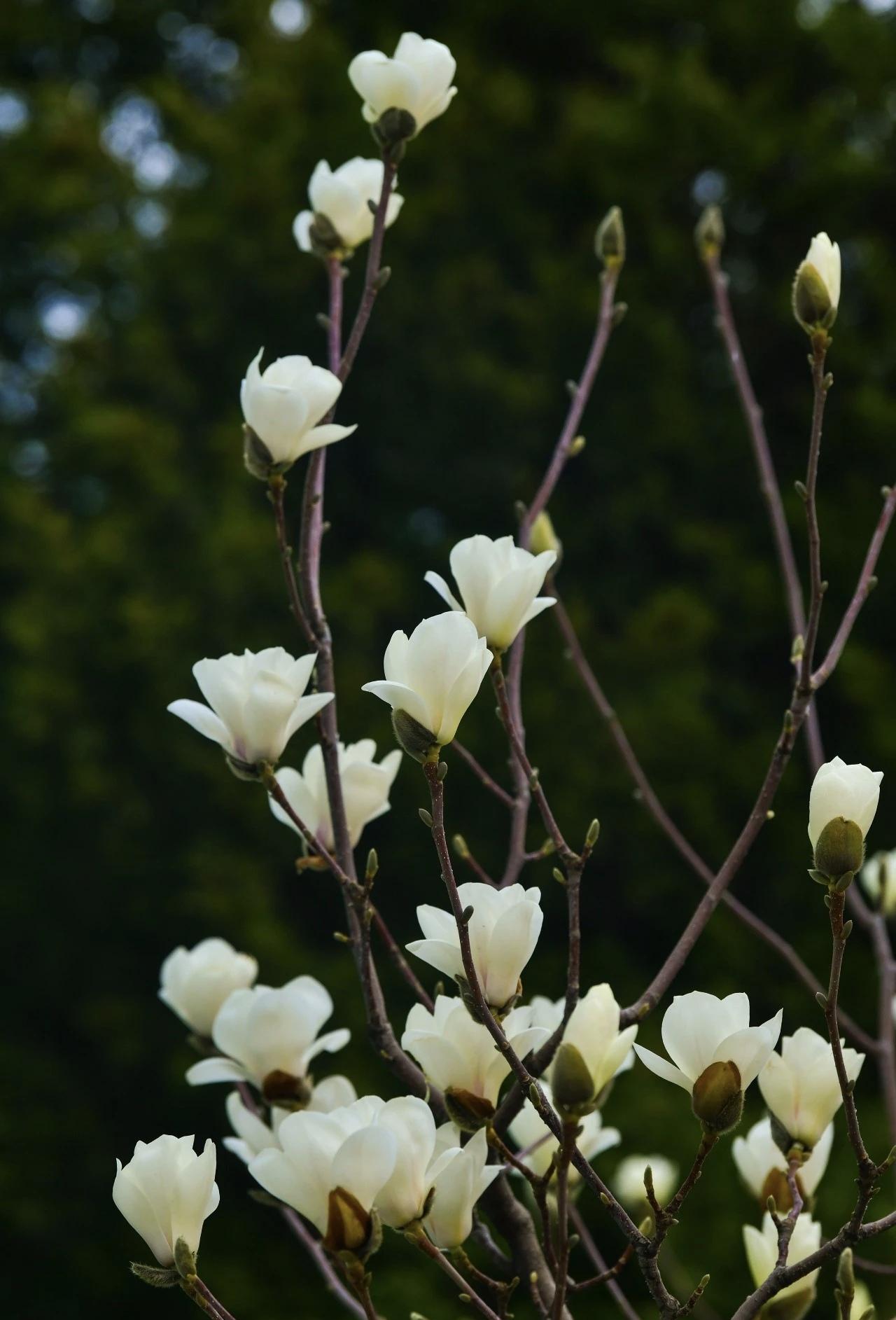 ＃分享一张你眼中的春天照片＃
    玉兰花开，足以惊艳春光
