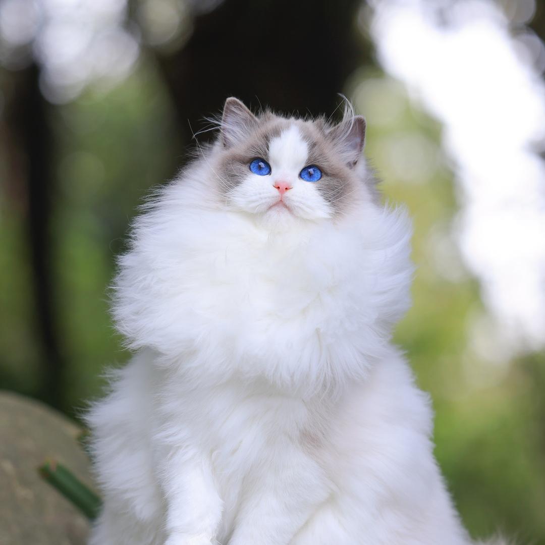 诶呀是布偶猫舍