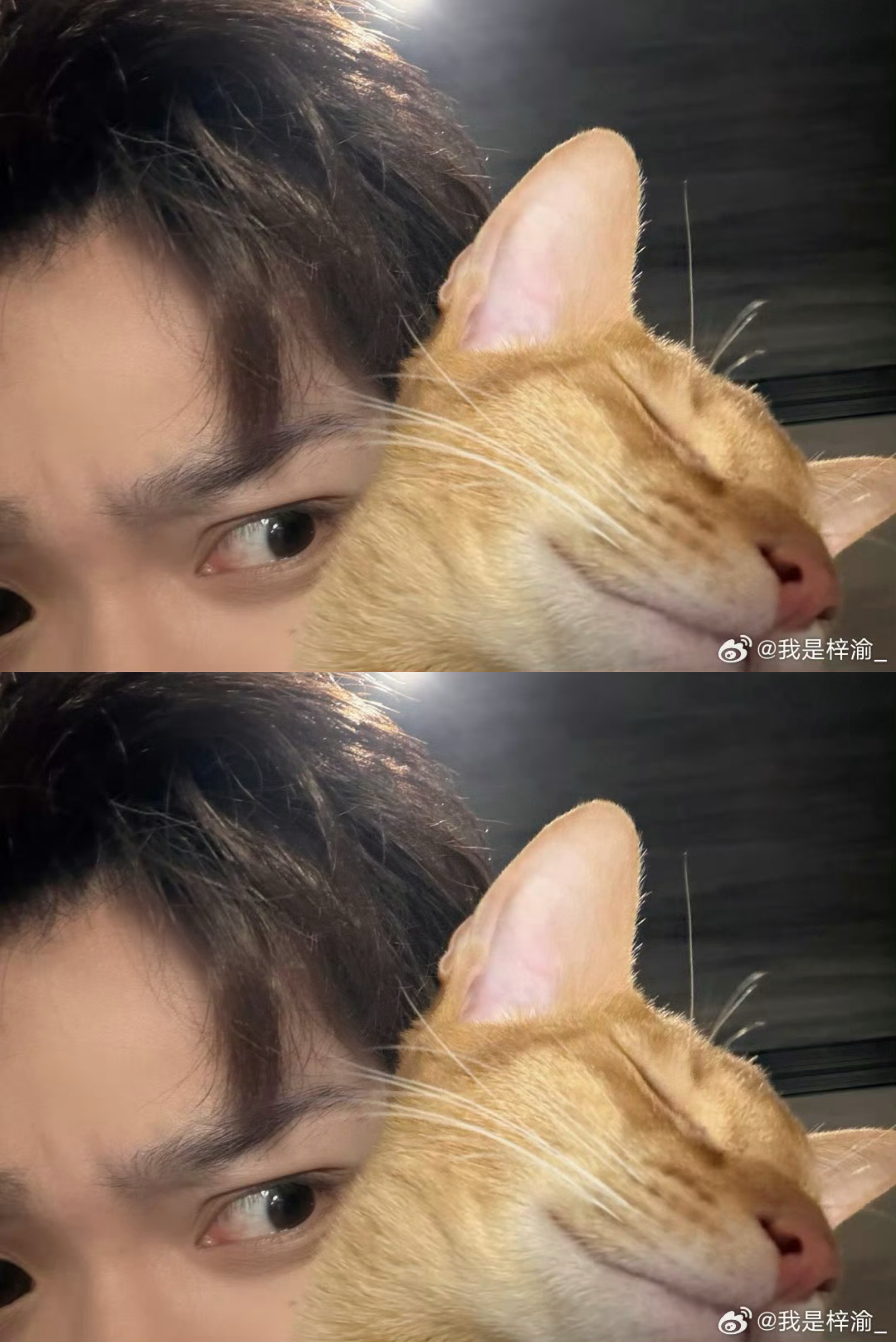 梓渝手机壳原图 梓渝和小十一合照梓渝今日份新鲜营业，和小鱼小十一合照，两只萌萌的