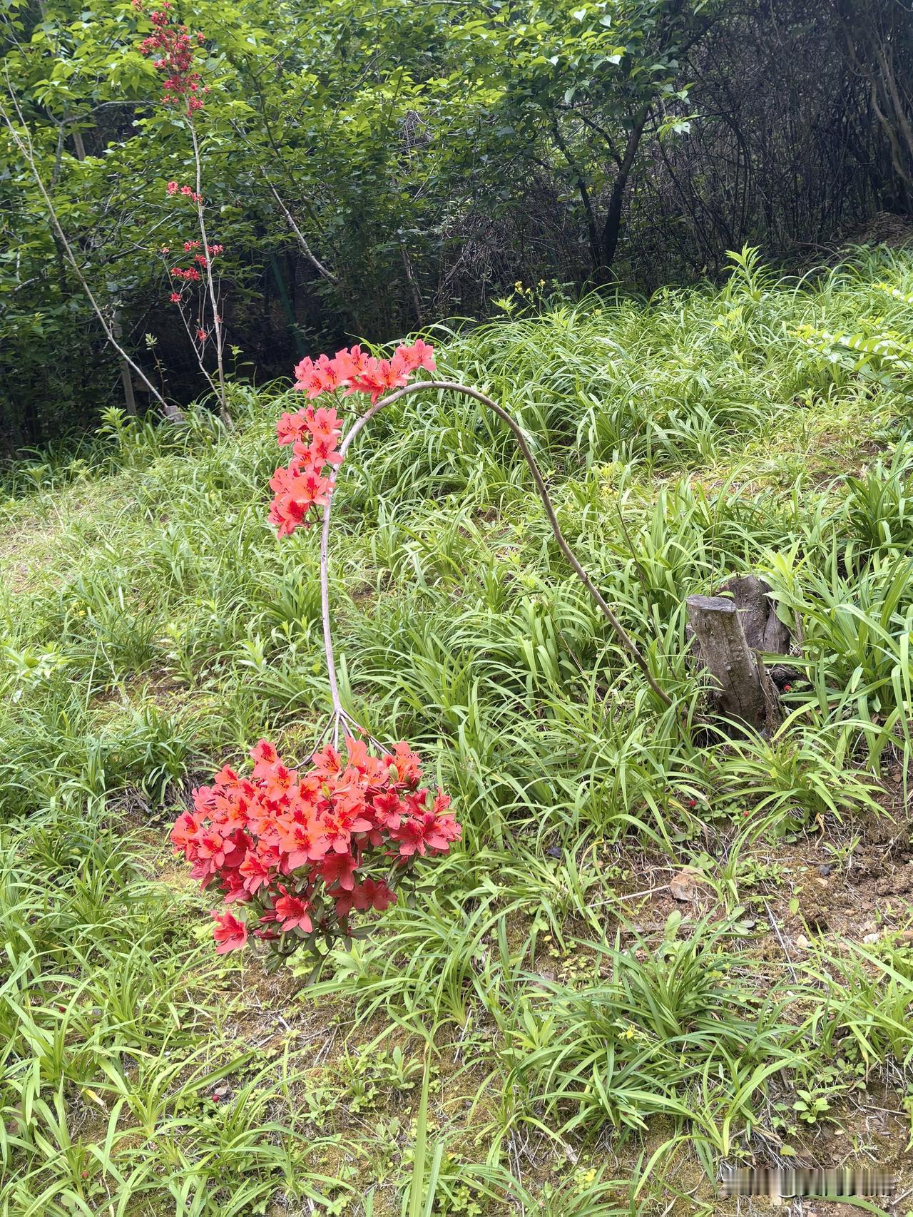 分享一张你拍的花，什么花都行九洞天四月花