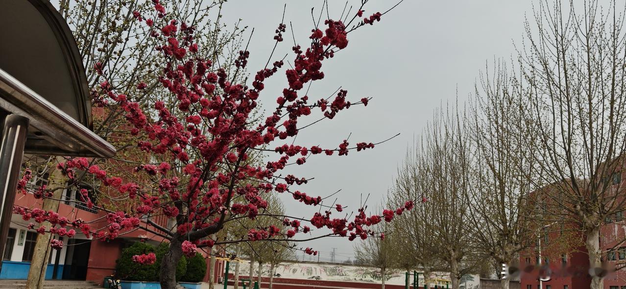 54岁的老阿姨还当着班主任，教着两个班英语，每天都庆幸自己还活着。每周看早读、午