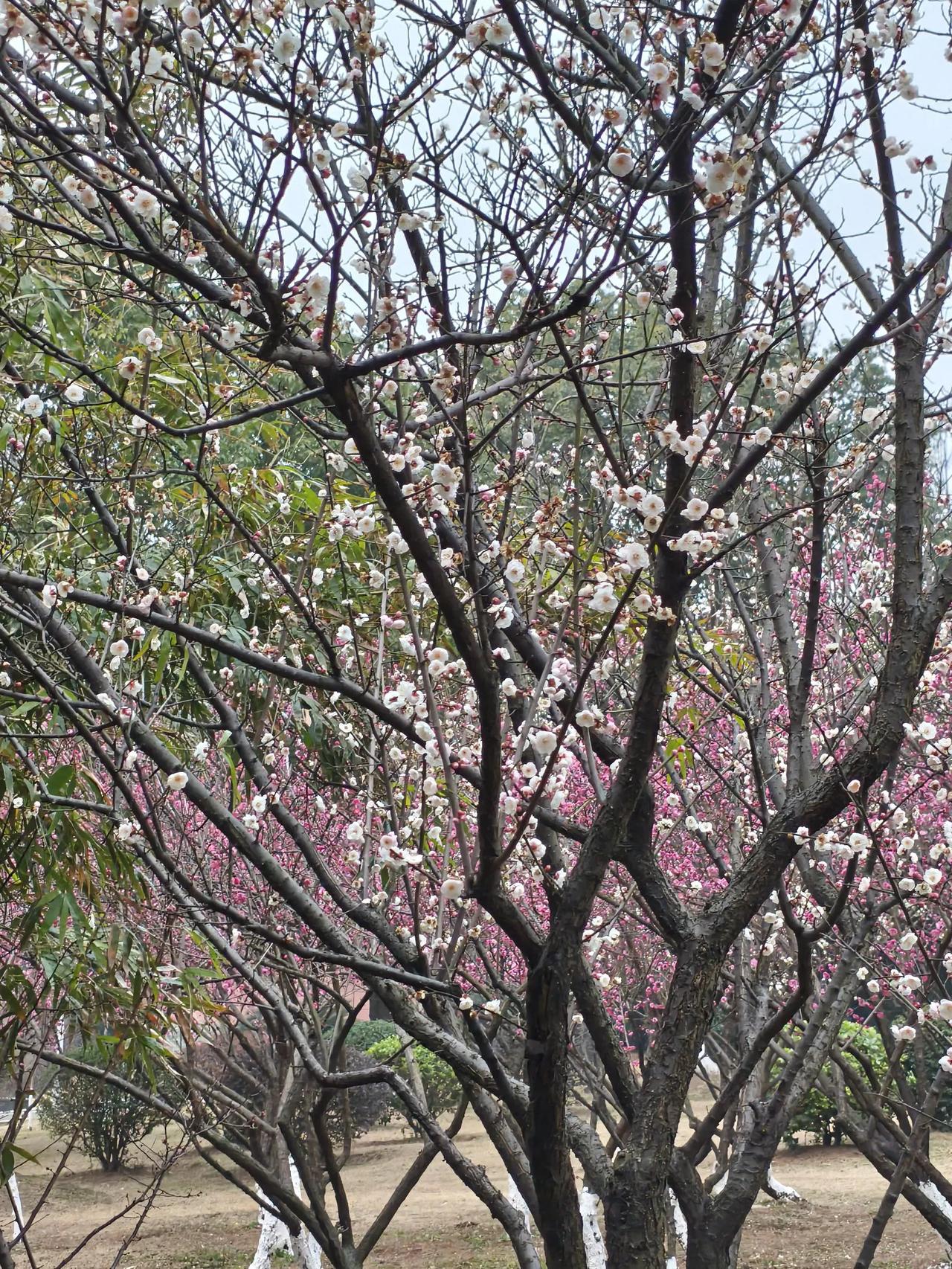 立春时节，腊梅花开，玉兰花含苞欲放。