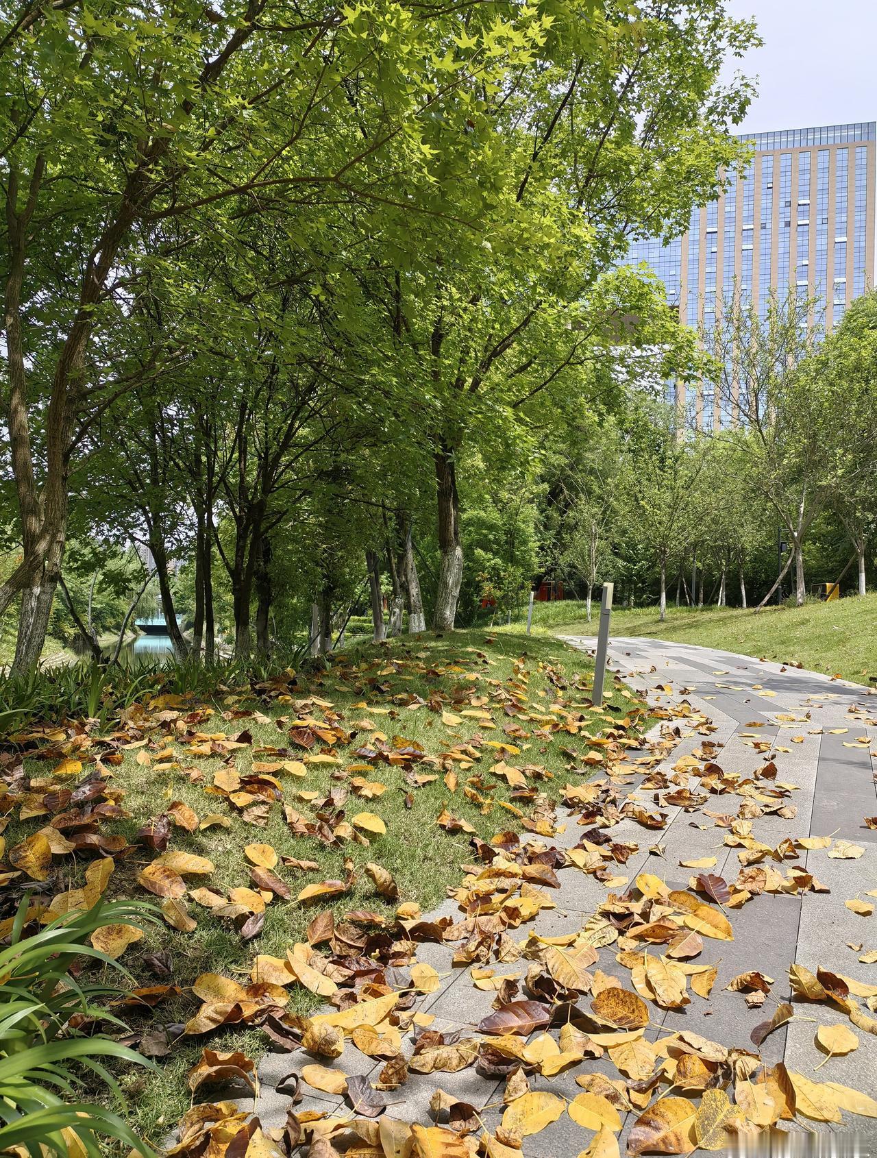 公园一景，成都公园城市建设成绩斐然，随便走进一个公园，都绿树成荫，环境良好。
