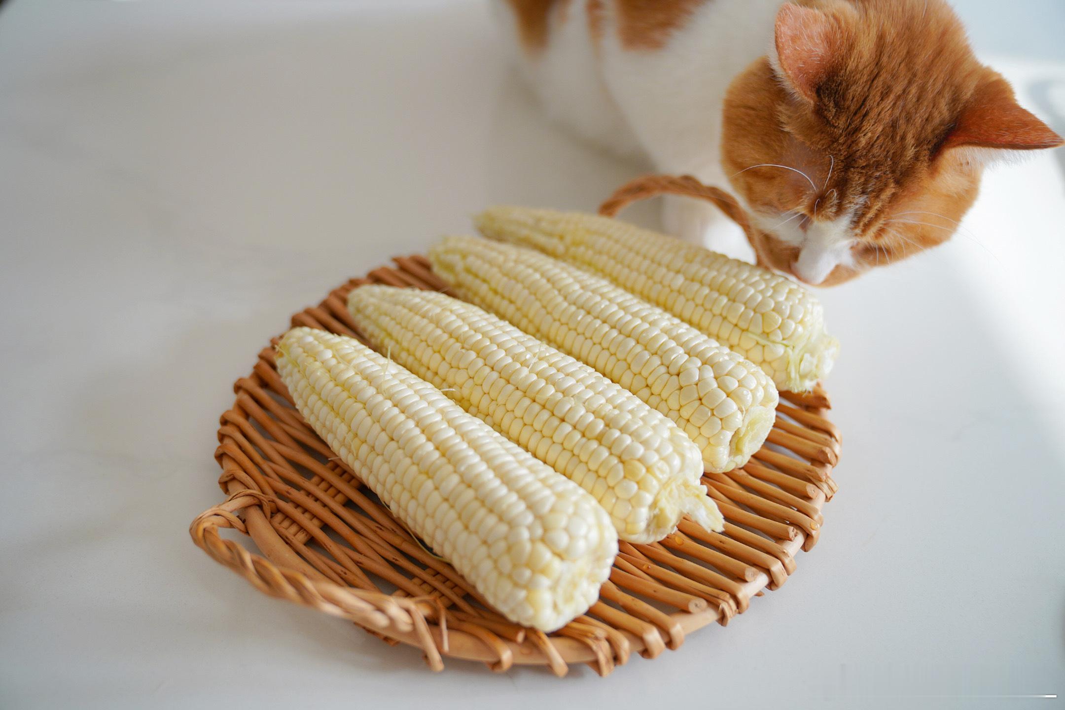 早饭🌯☕️🌽🍉以及一只爱吃玉米的猫🐱把昨天掰的玉米煮了，很香~我的美食日