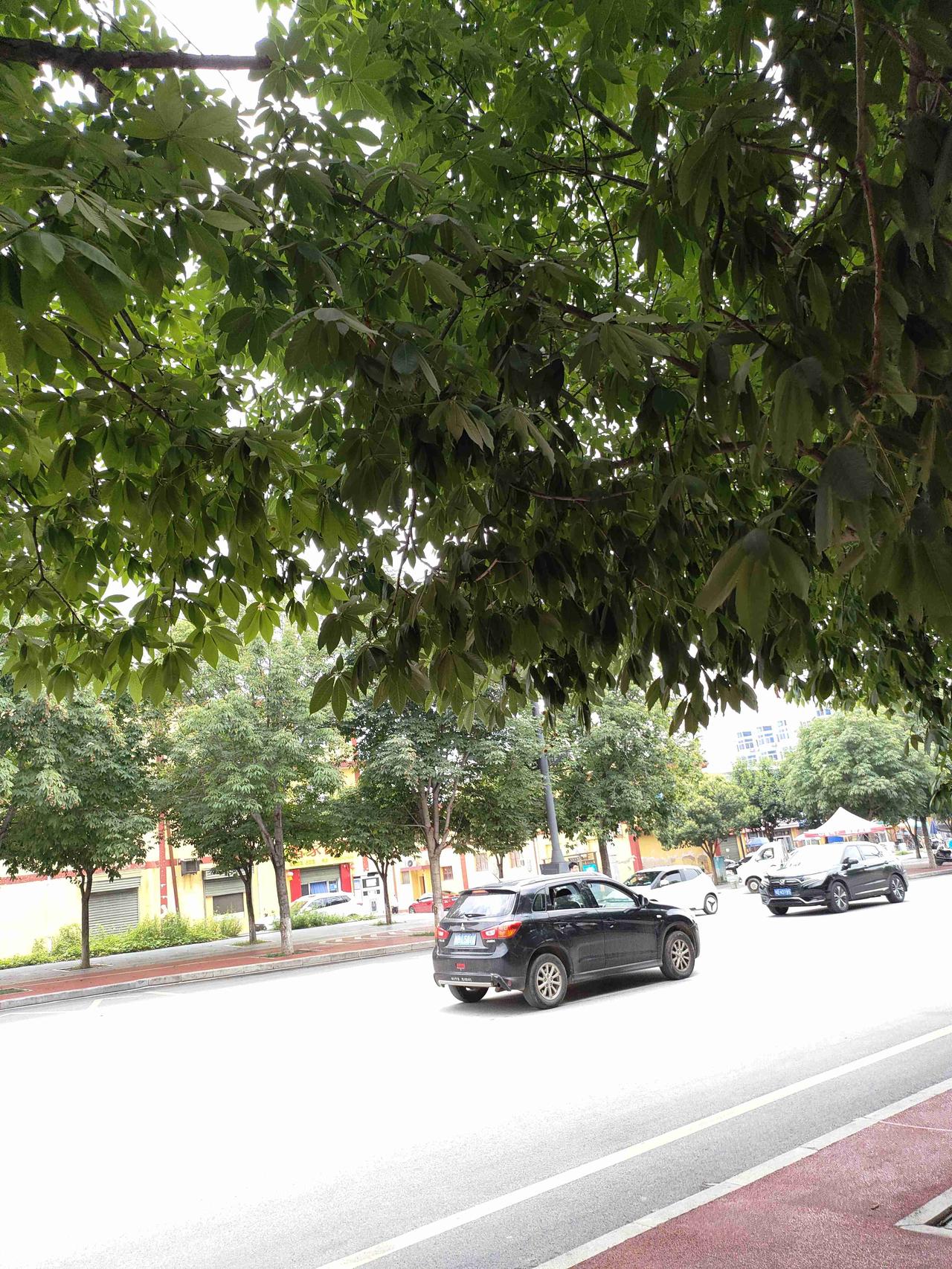 我的今日状态：😁轻松愉快
我这里的天气：🌤️多云 走在小城街头，行道大树洒下