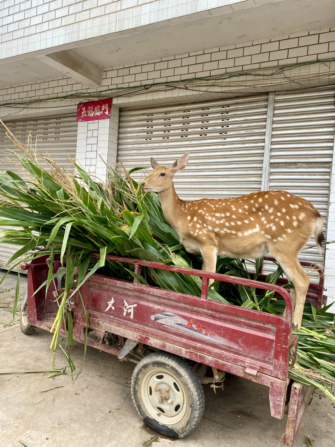 爱上坐车的梅花鹿