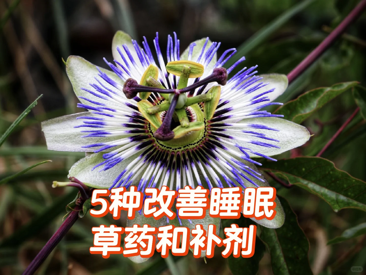 改善睡眠障碍天然草药和补充剂