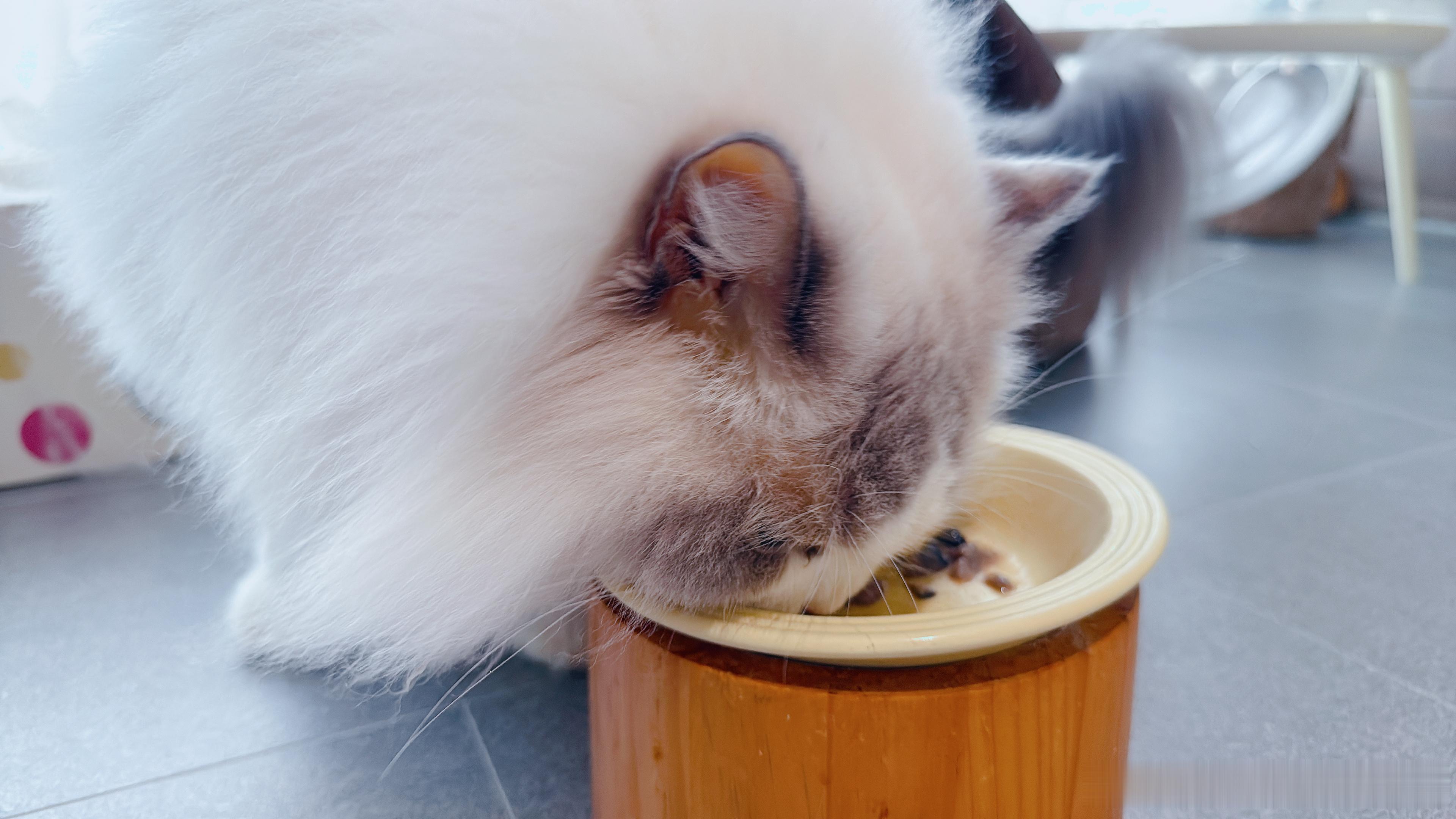 早起被猪舔醒的愤怒，在看到这个小脸ber的时候烟消云散。 ​​​
